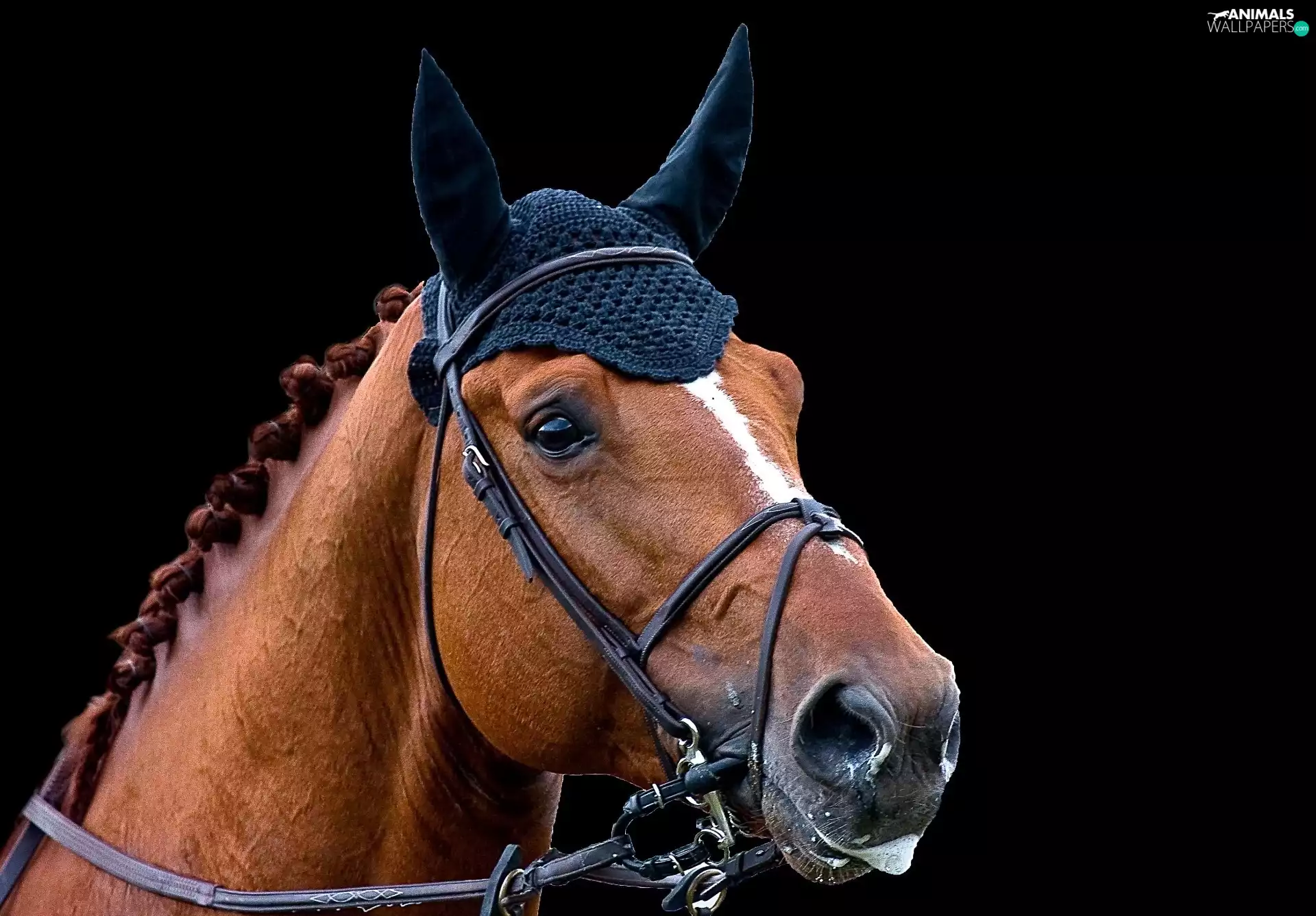 Bonnet, Horse, gear