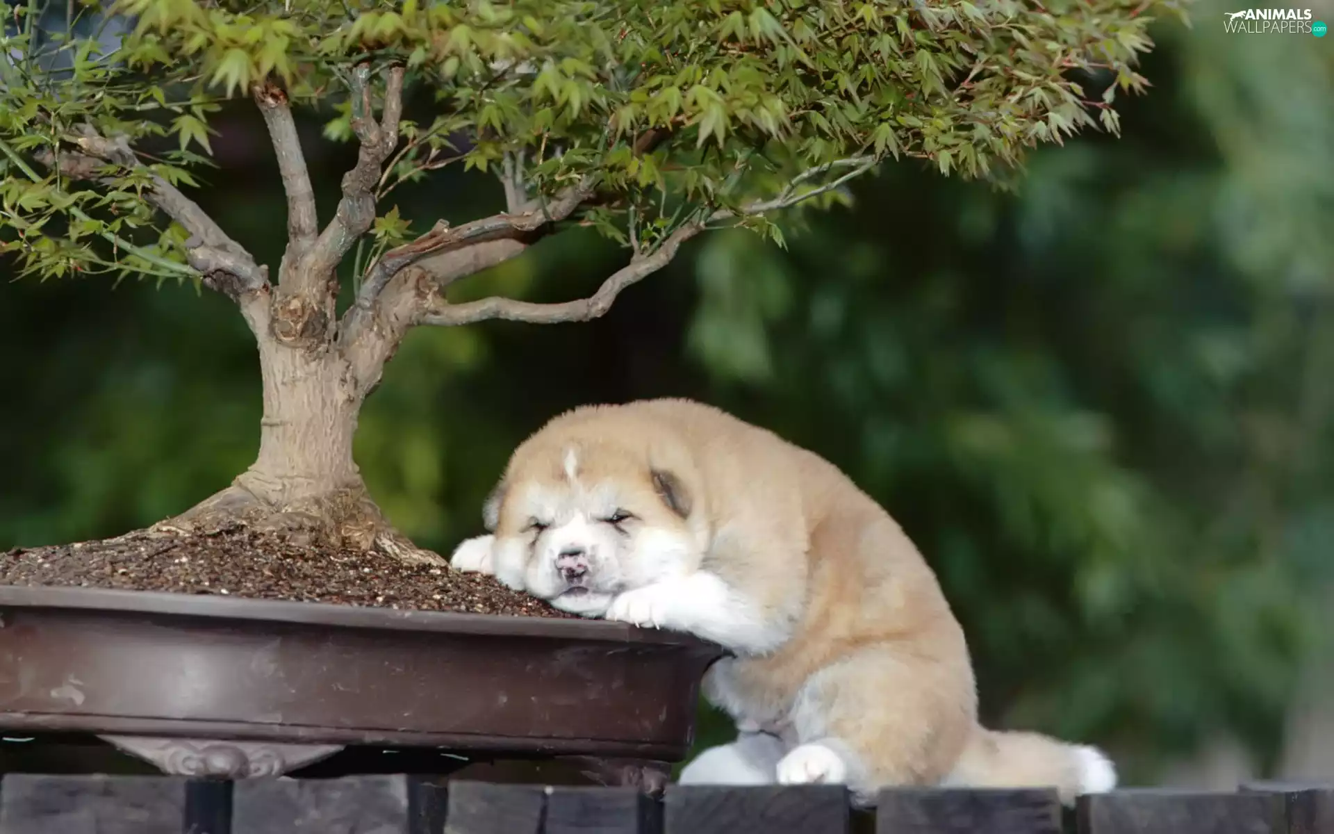 Bonzai, doggy, sapling