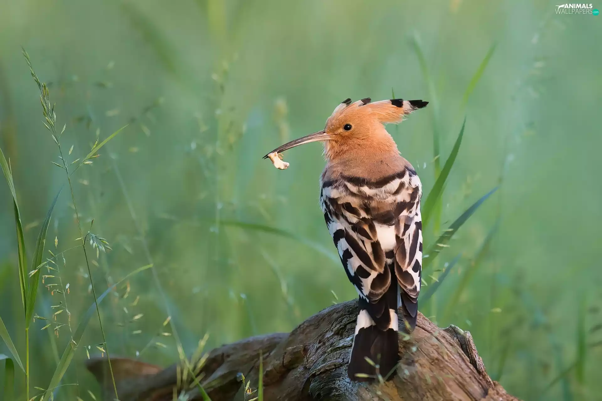 Bird, grass, trophy, booby