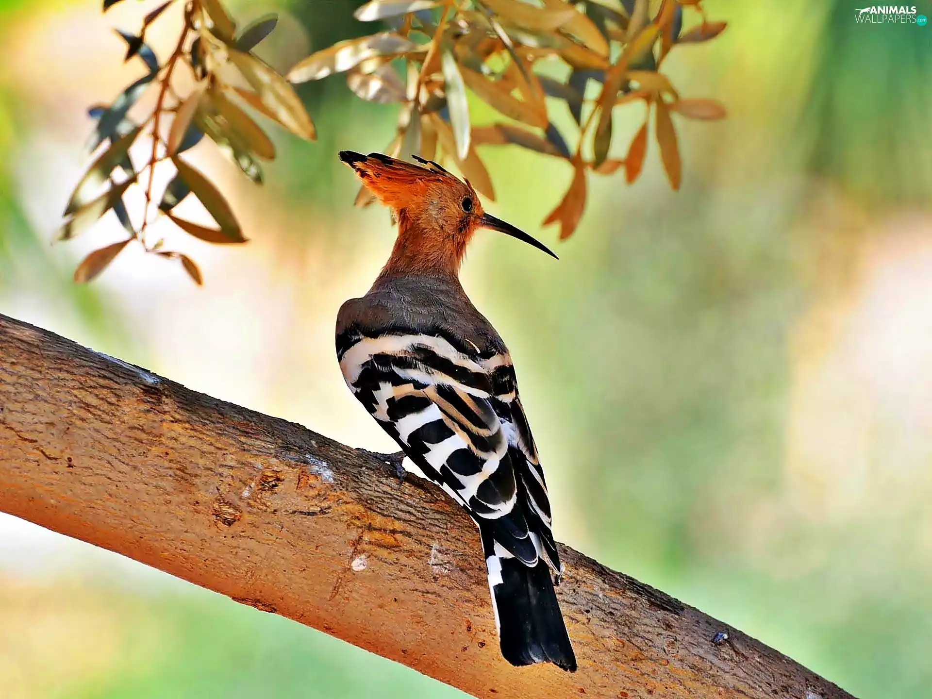 viewes, twig, Lod on the beach, trees, booby