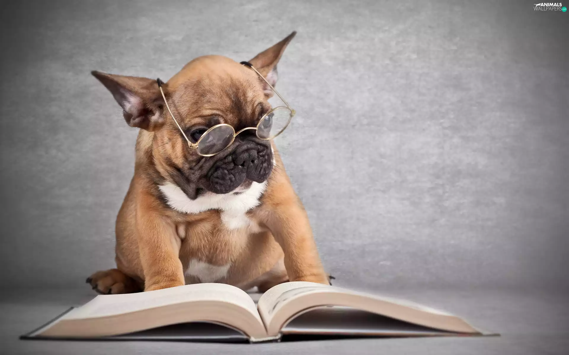 dog, Book, French Bulldog, Glasses