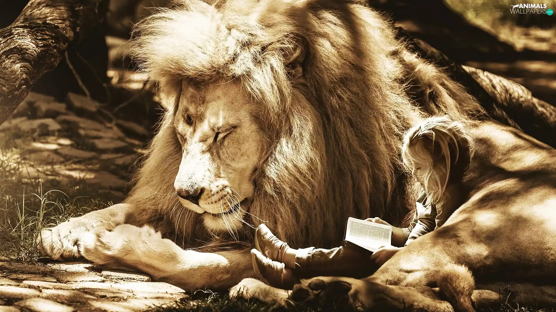 Book, Lion, girl