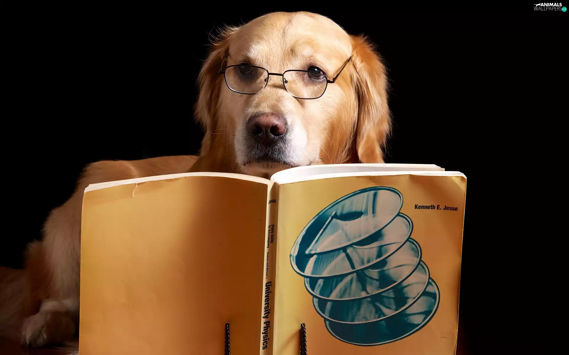 Book, dog, Glasses