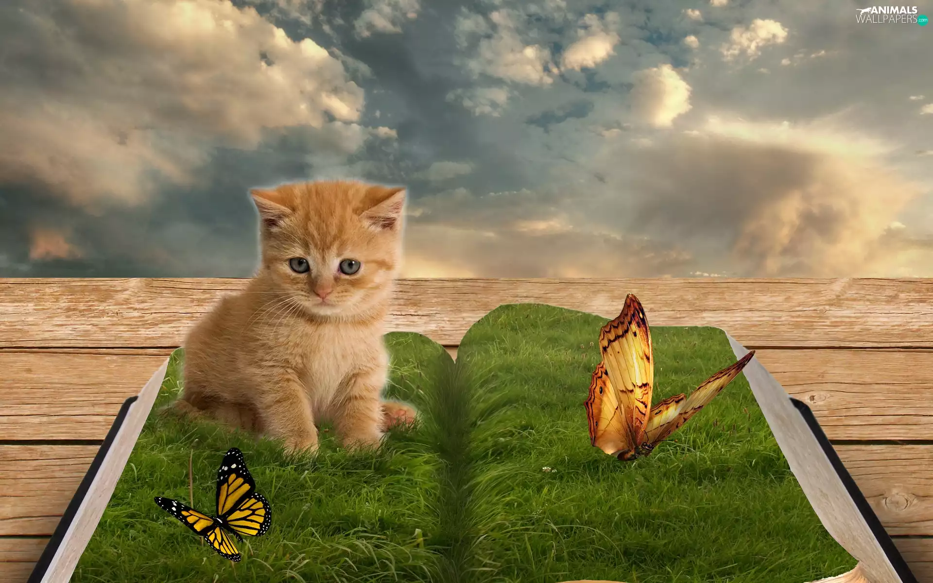 kitten, grass, butterfly, Book