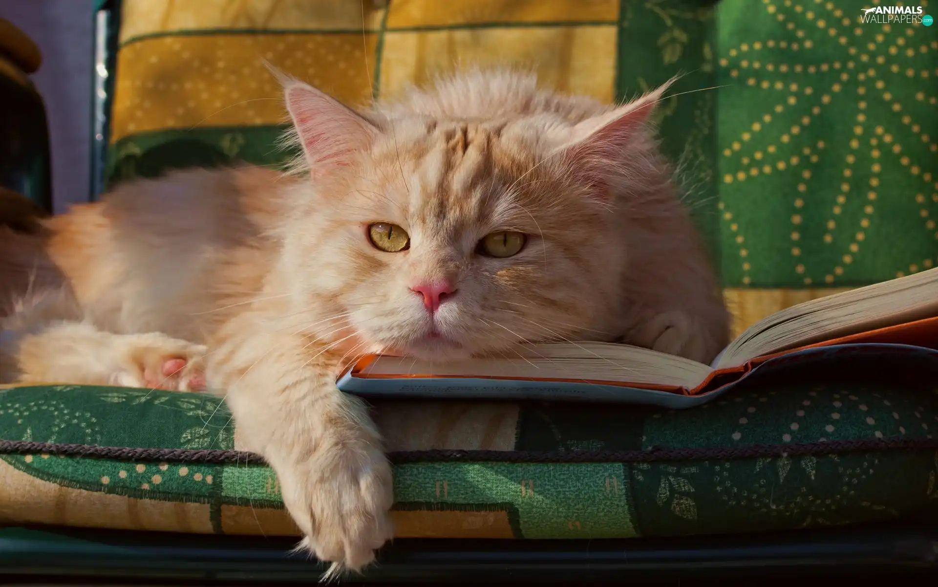 Book, cat, Sofa