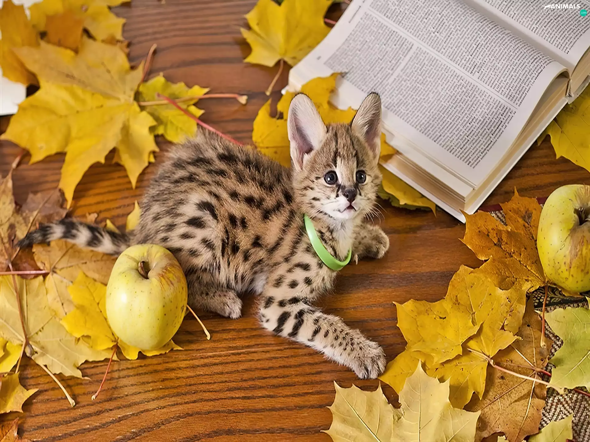 Apple, Book, Yellow, Leaf, kitten