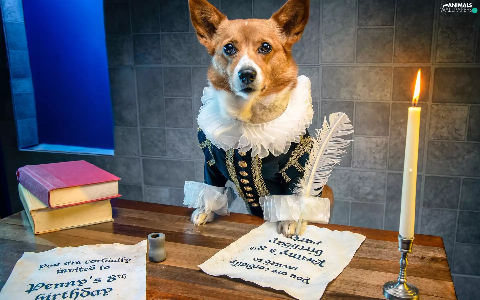 Books, Welsh corgi pembroke, candle, Table, dog, pen, Funny