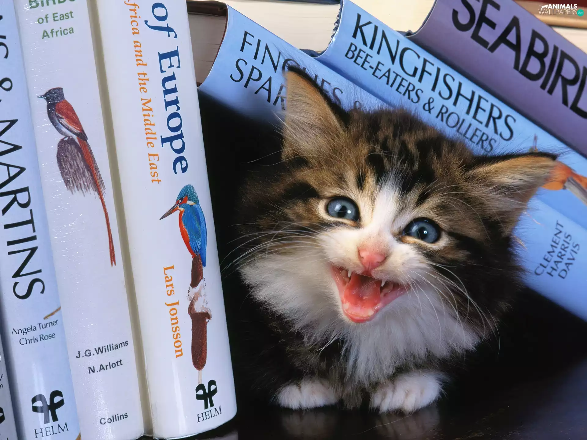 Books, small, kitten