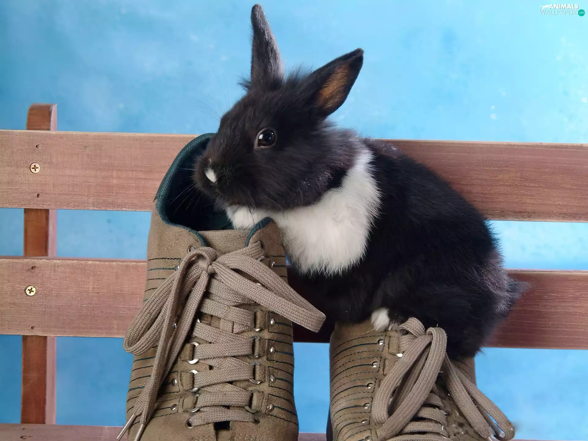 Boots, Bunny, Bench