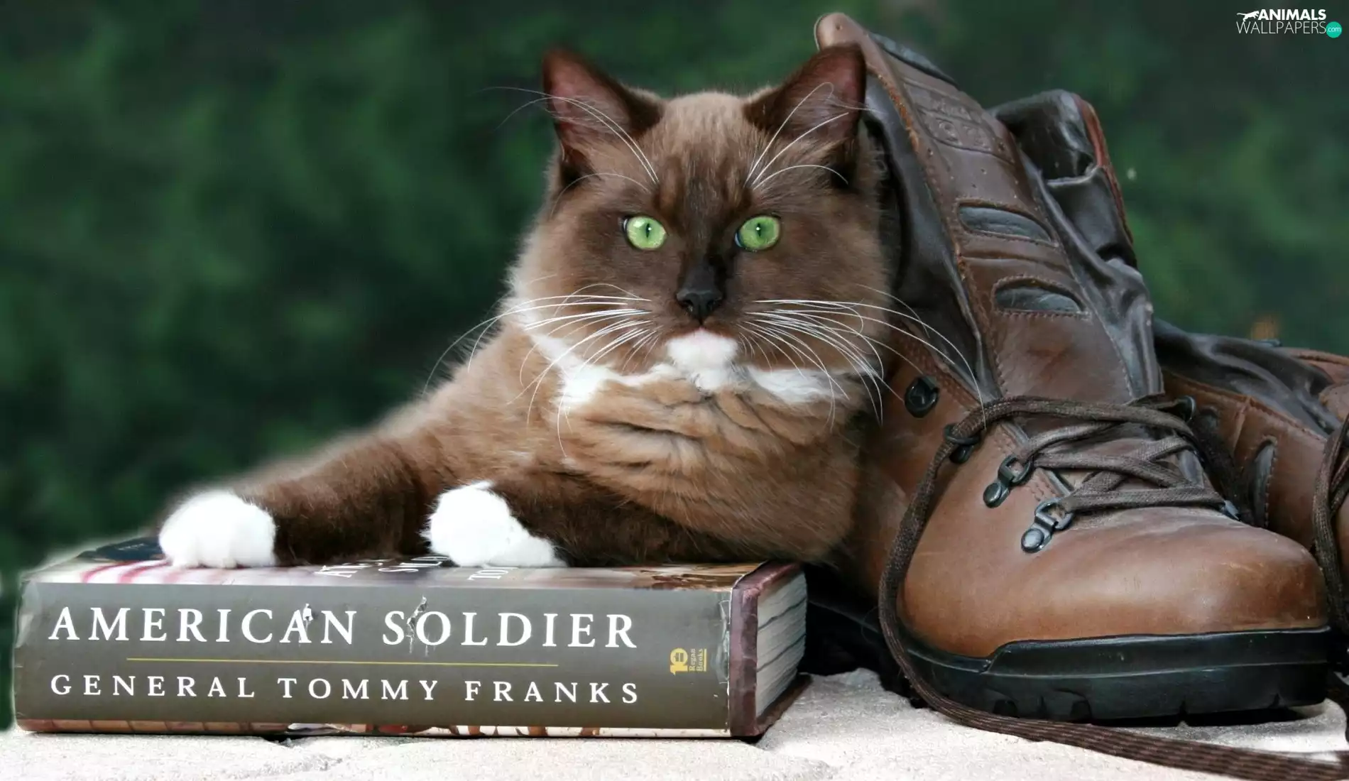 Boots, cat, Book