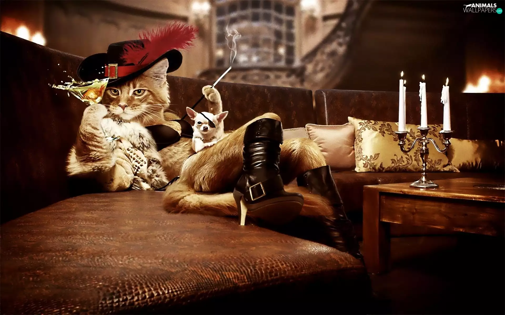 cat, doggy, Pirate, Boots