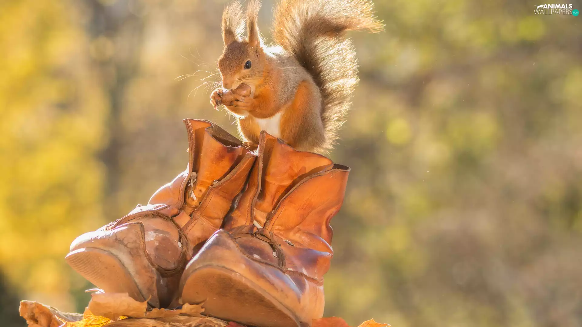 Boots, squirrel, nut