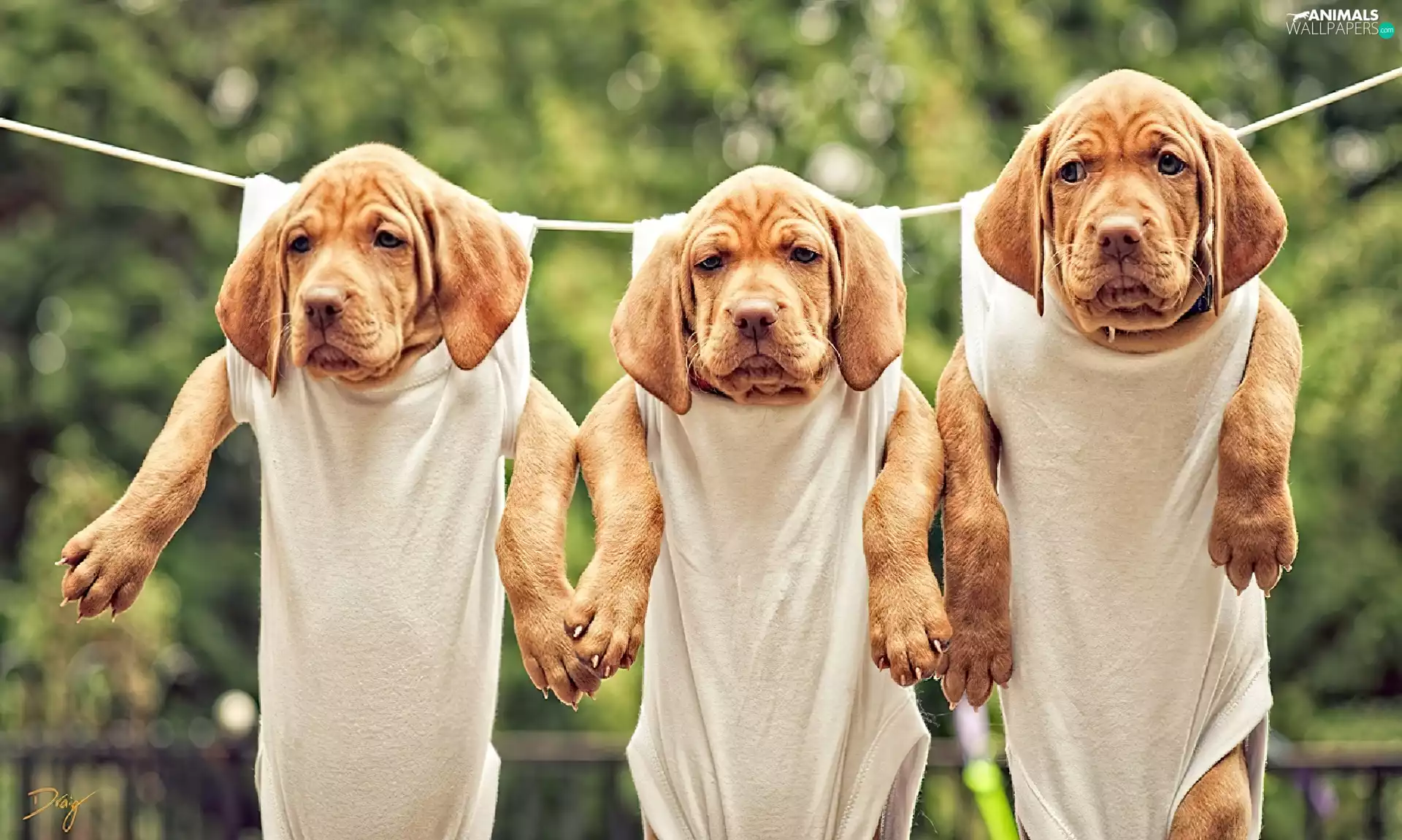 cord, Dog de Bordeaux, puppies, an, Three