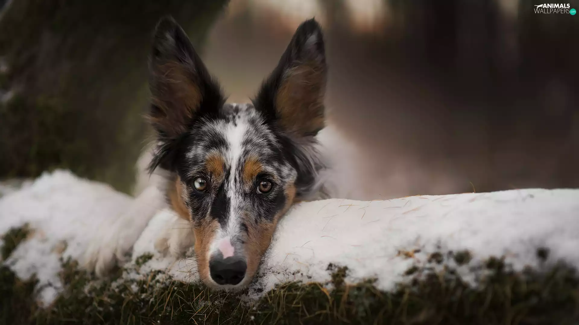 snow, blurry background, Border Collie, muzzle, dog