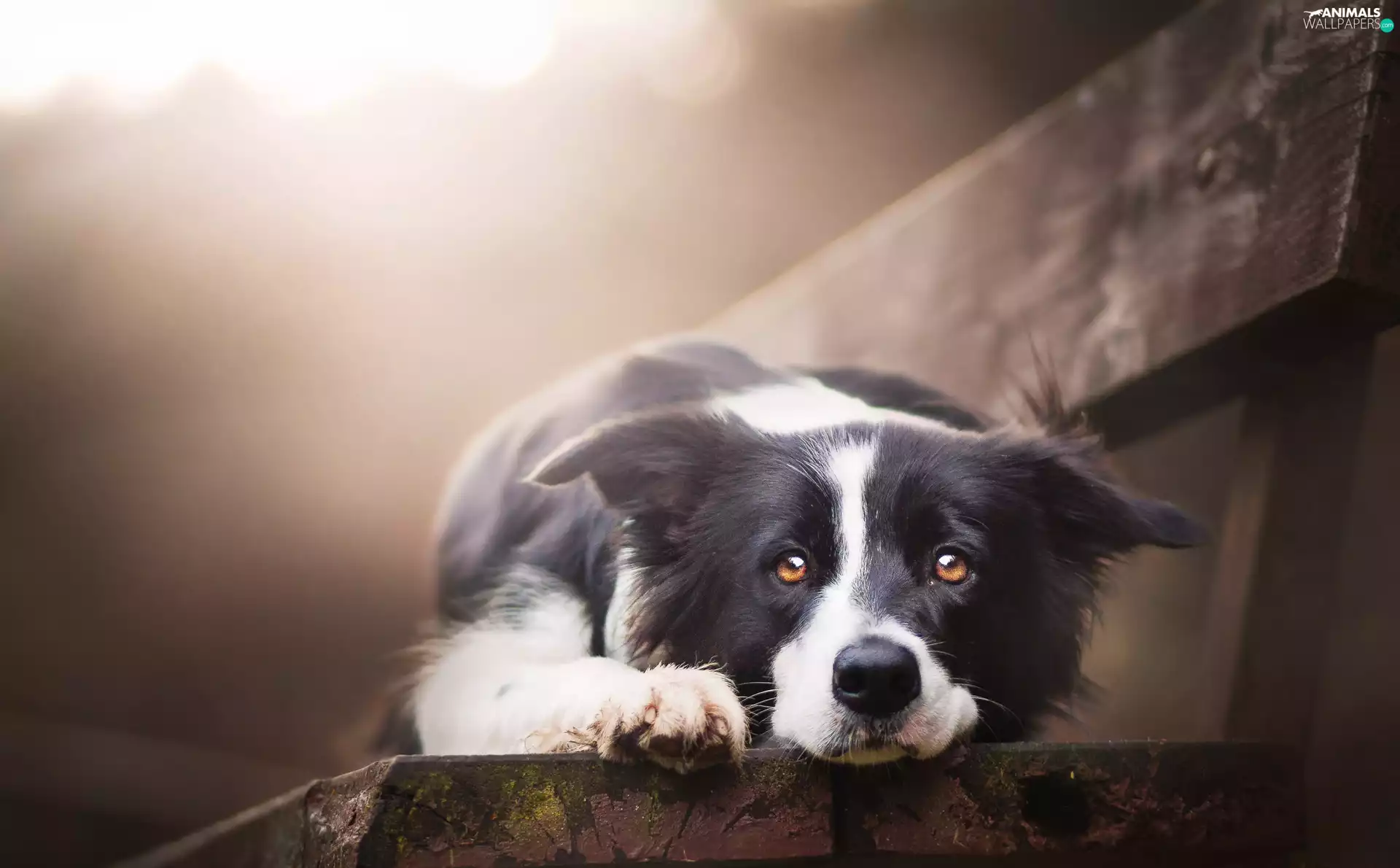 Border Collie, Bench