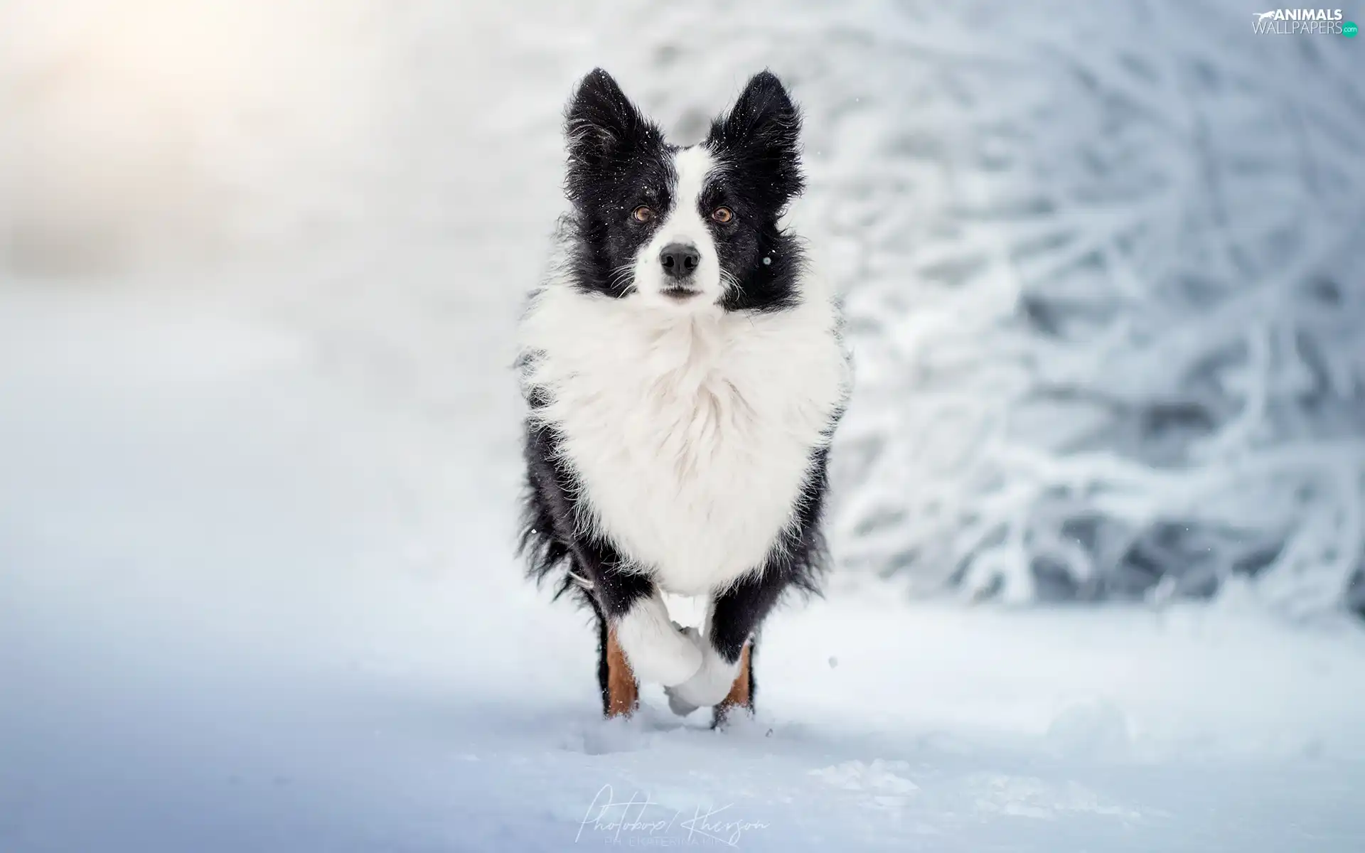 White and Black, Border Collie, snow, dog