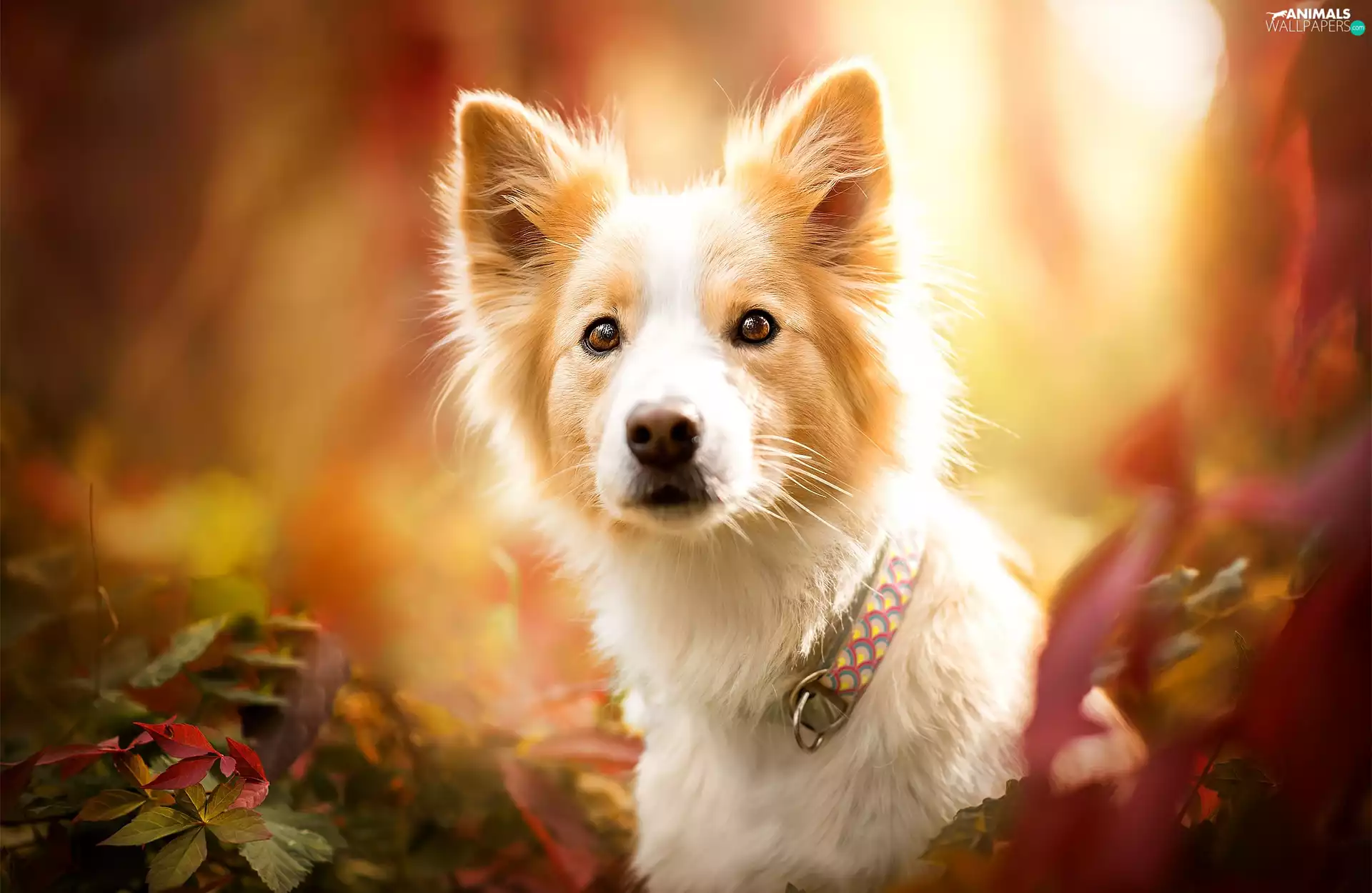 Leaf, Border Collie, dog-collar