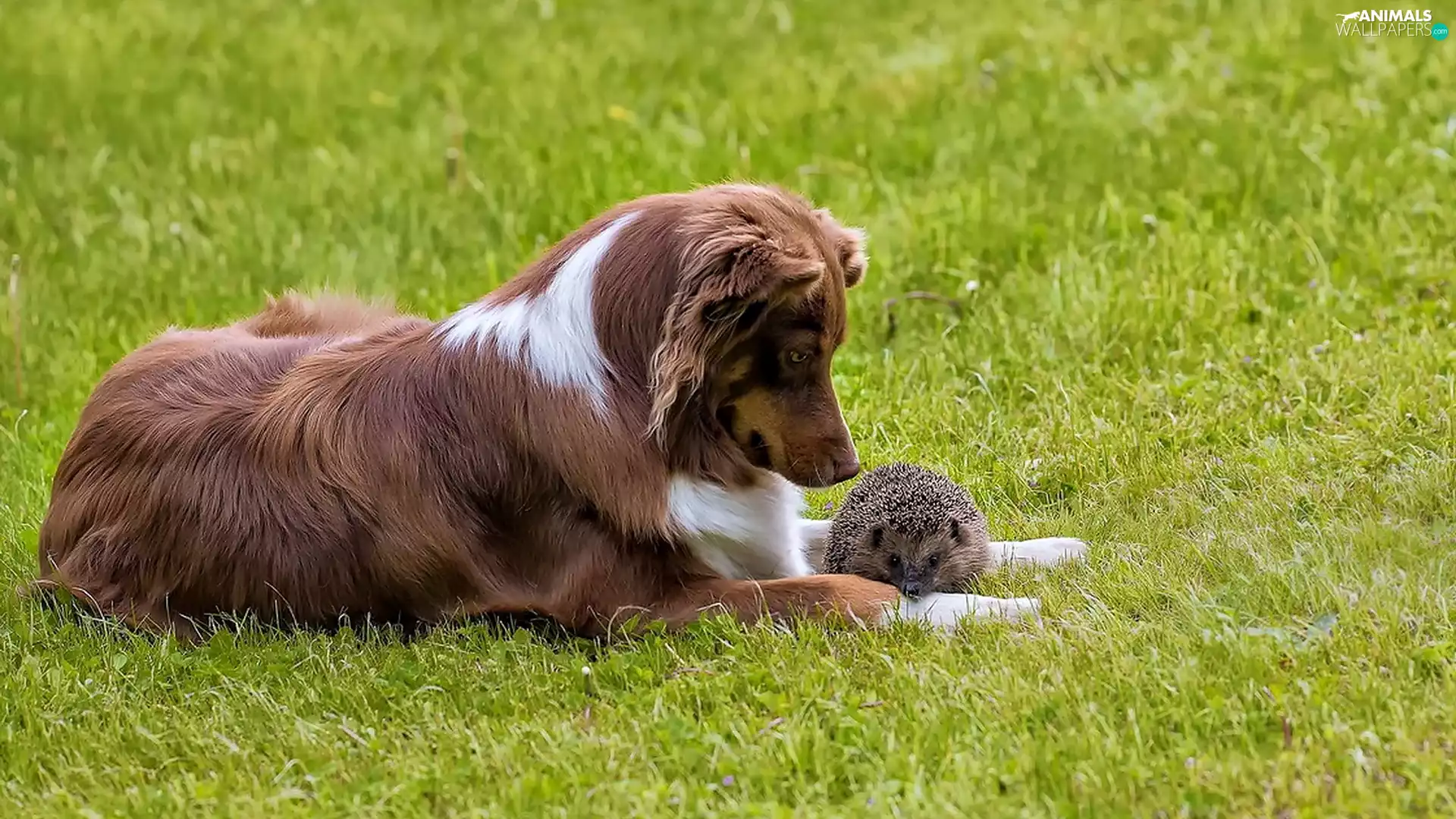Brown, Border, Collie Hedgehog, dog