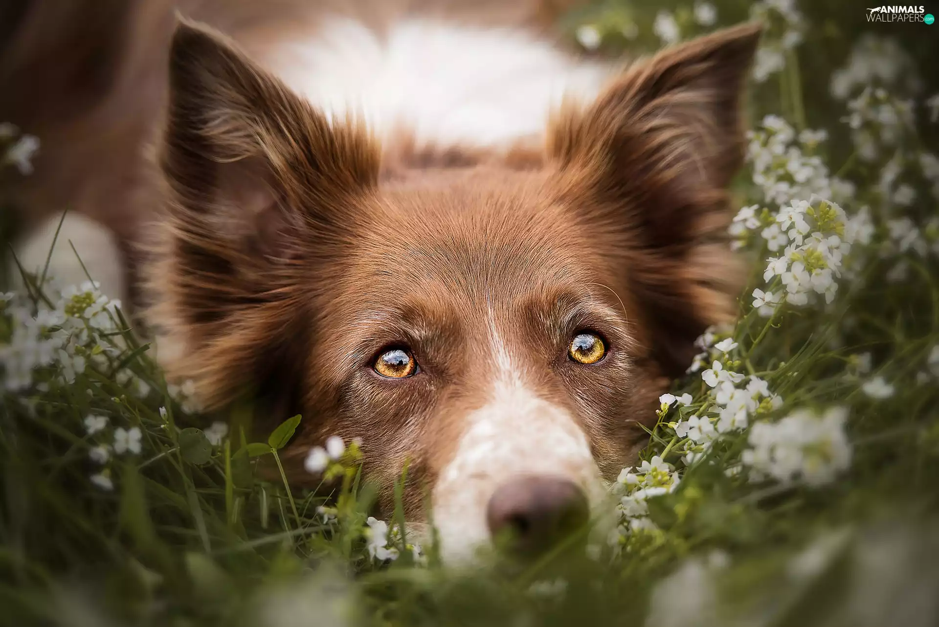 dog, Border Collie, Flowers, muzzle