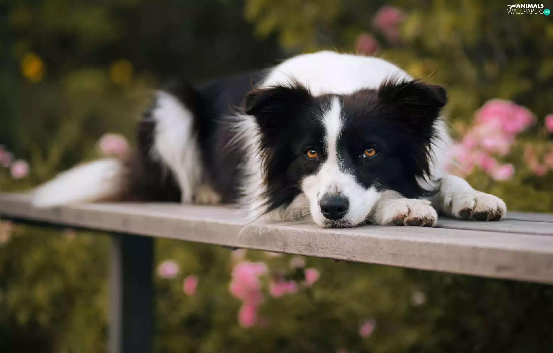 dog, Collie, Bench, Border