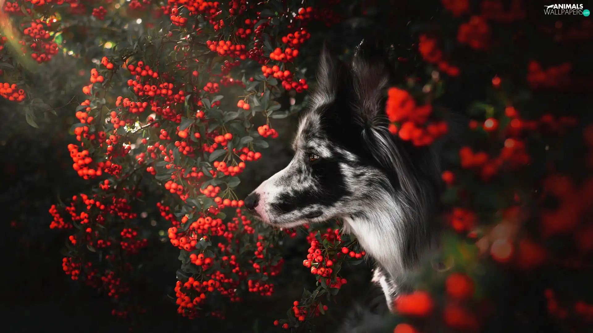 Bush, cotoneaster, muzzle, Border Collie, dog