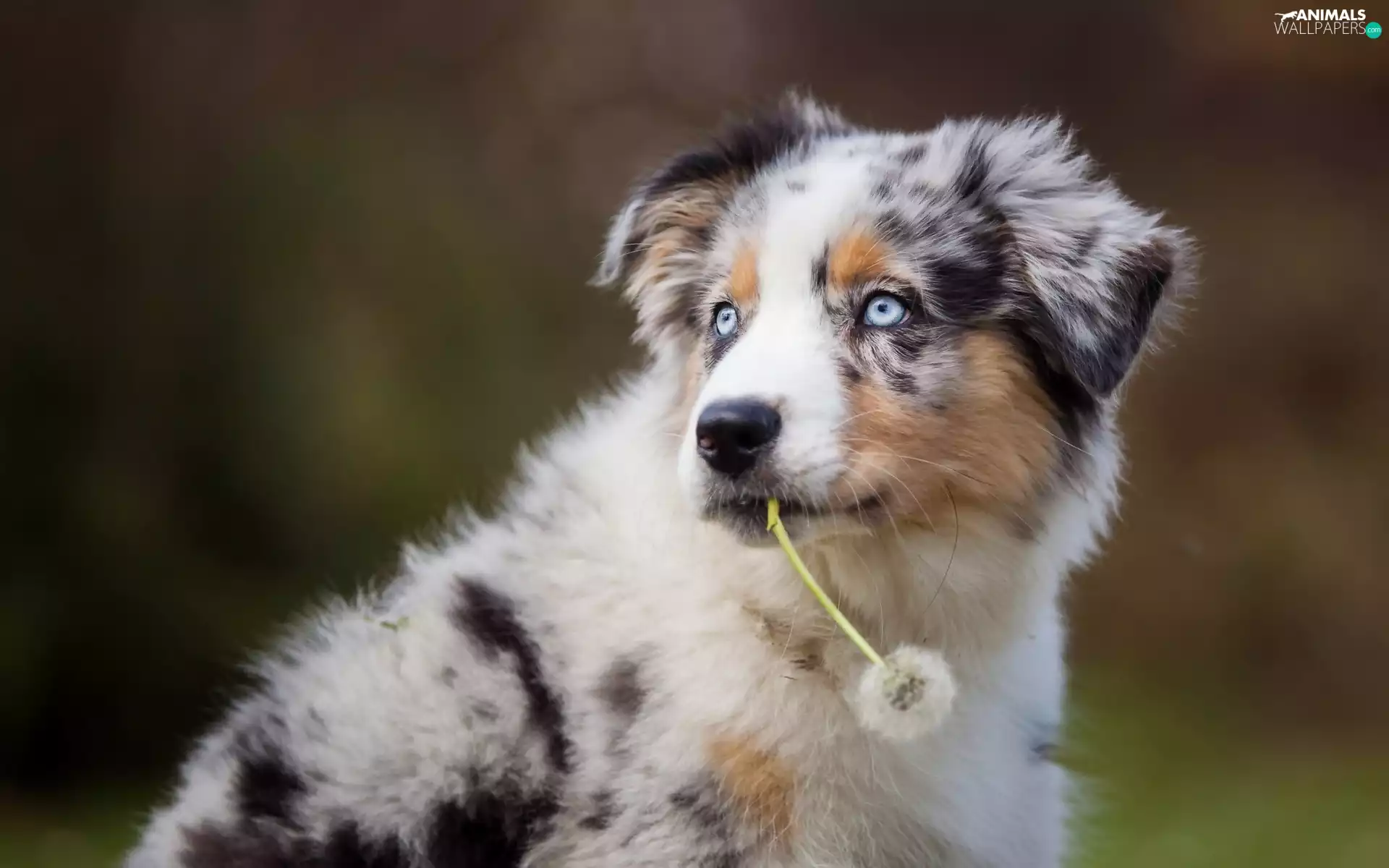 puffball, dandelion, Puppy, Border Collie, dog