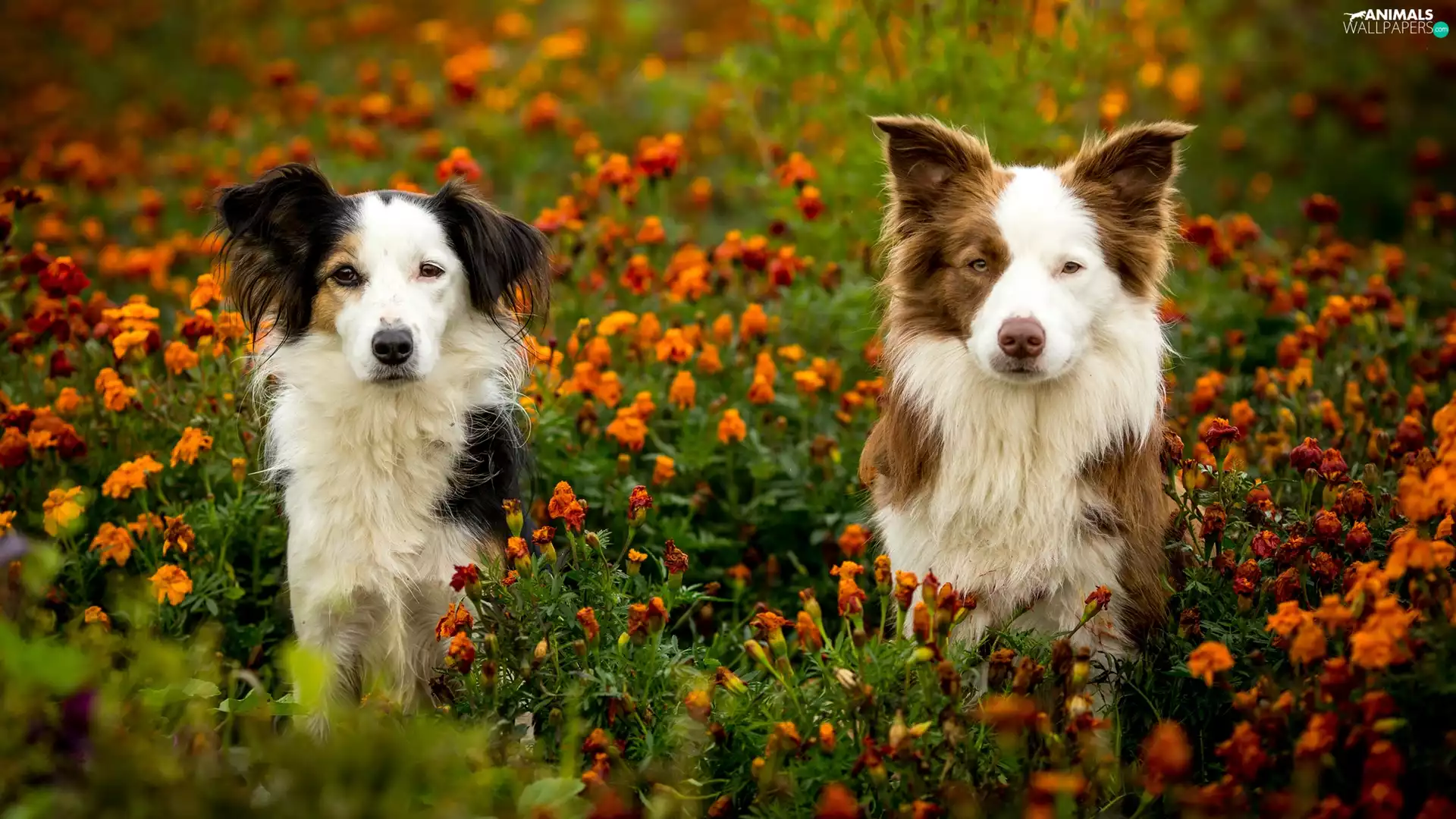 Meadow, Flowers, mongrel, Border Collie, Dogs