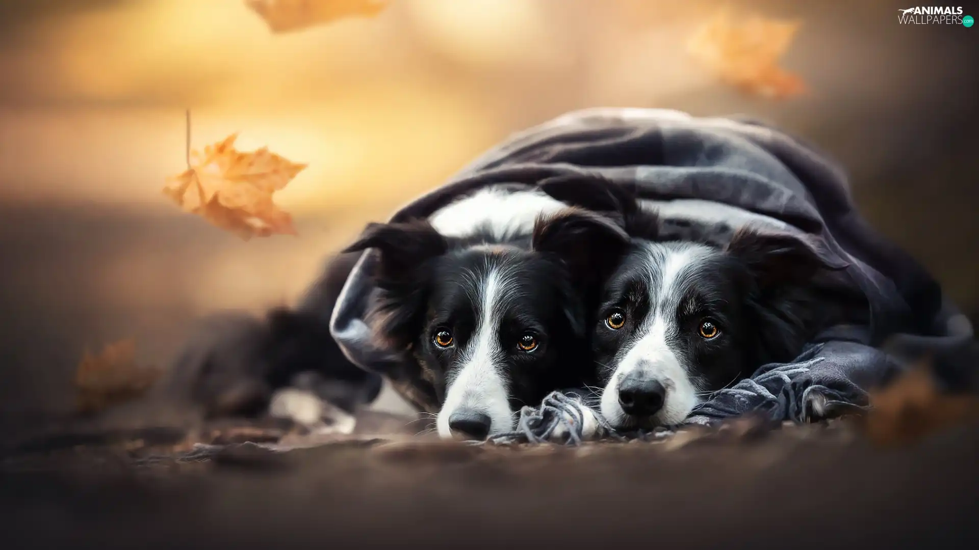 leaf, shawl, Dogs, Border Collie, Two cars