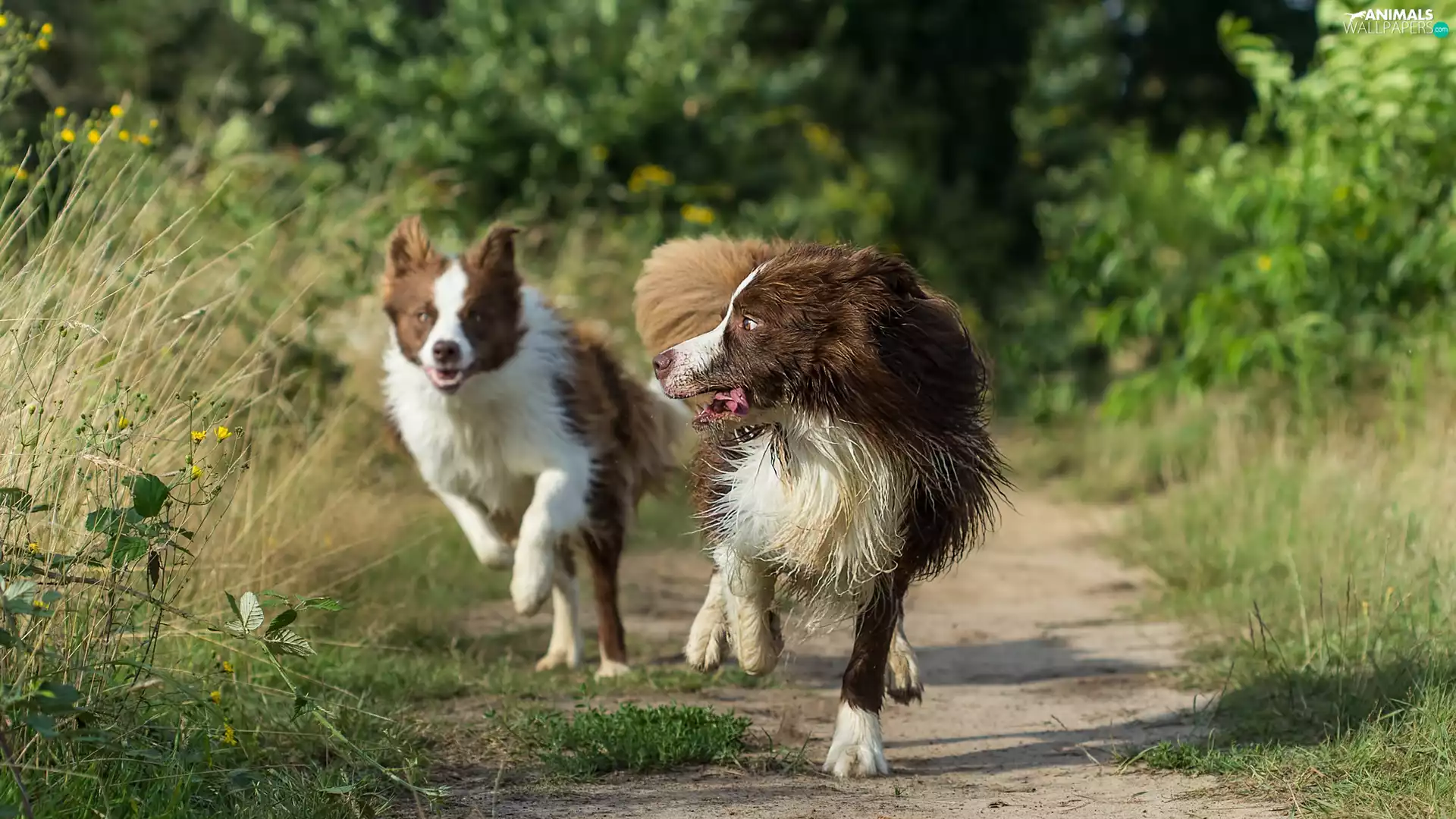 grass, Path, stretching, Border Collie, Dogs