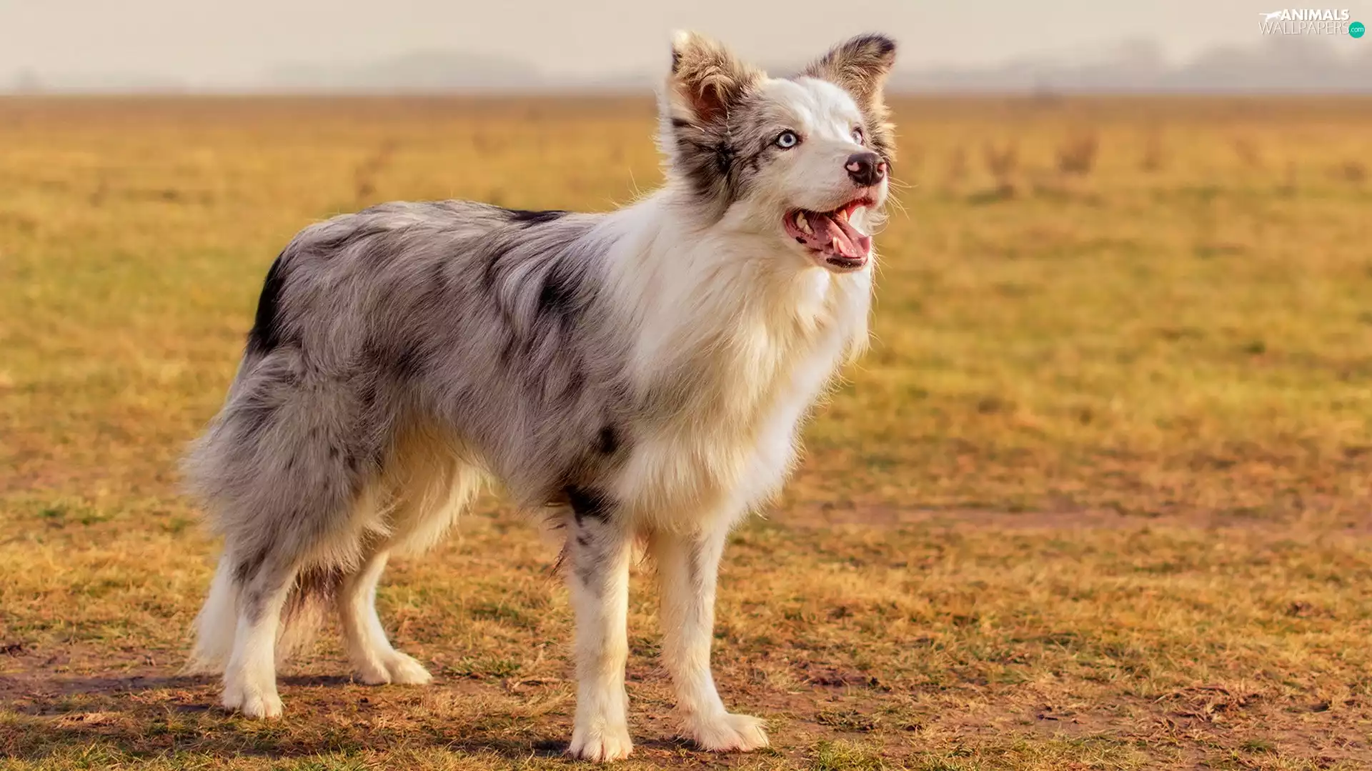 Border Collie, Field