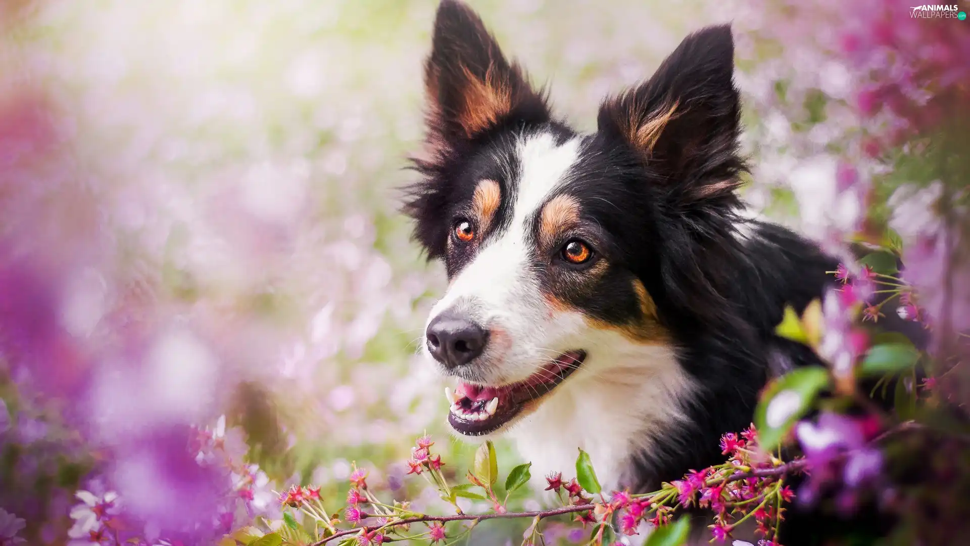 Flowers, pinto, Border Collie