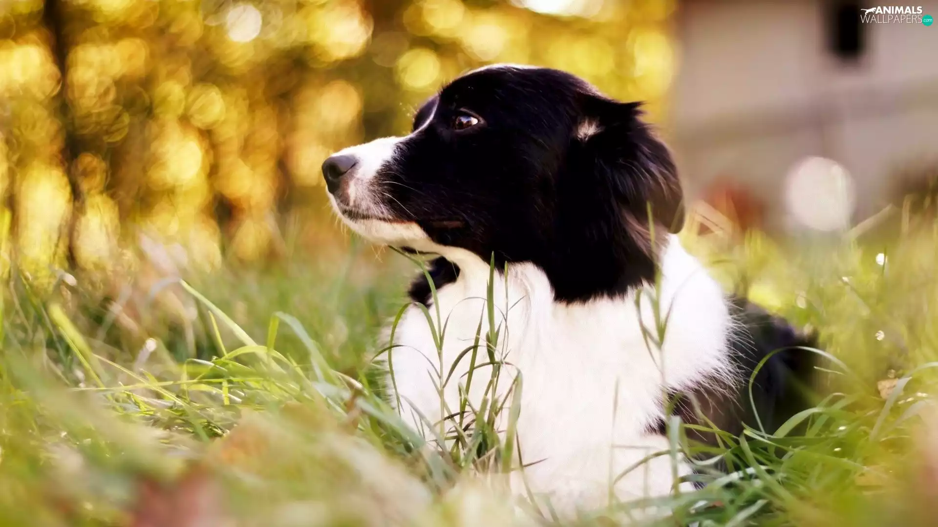Border Collie, grass