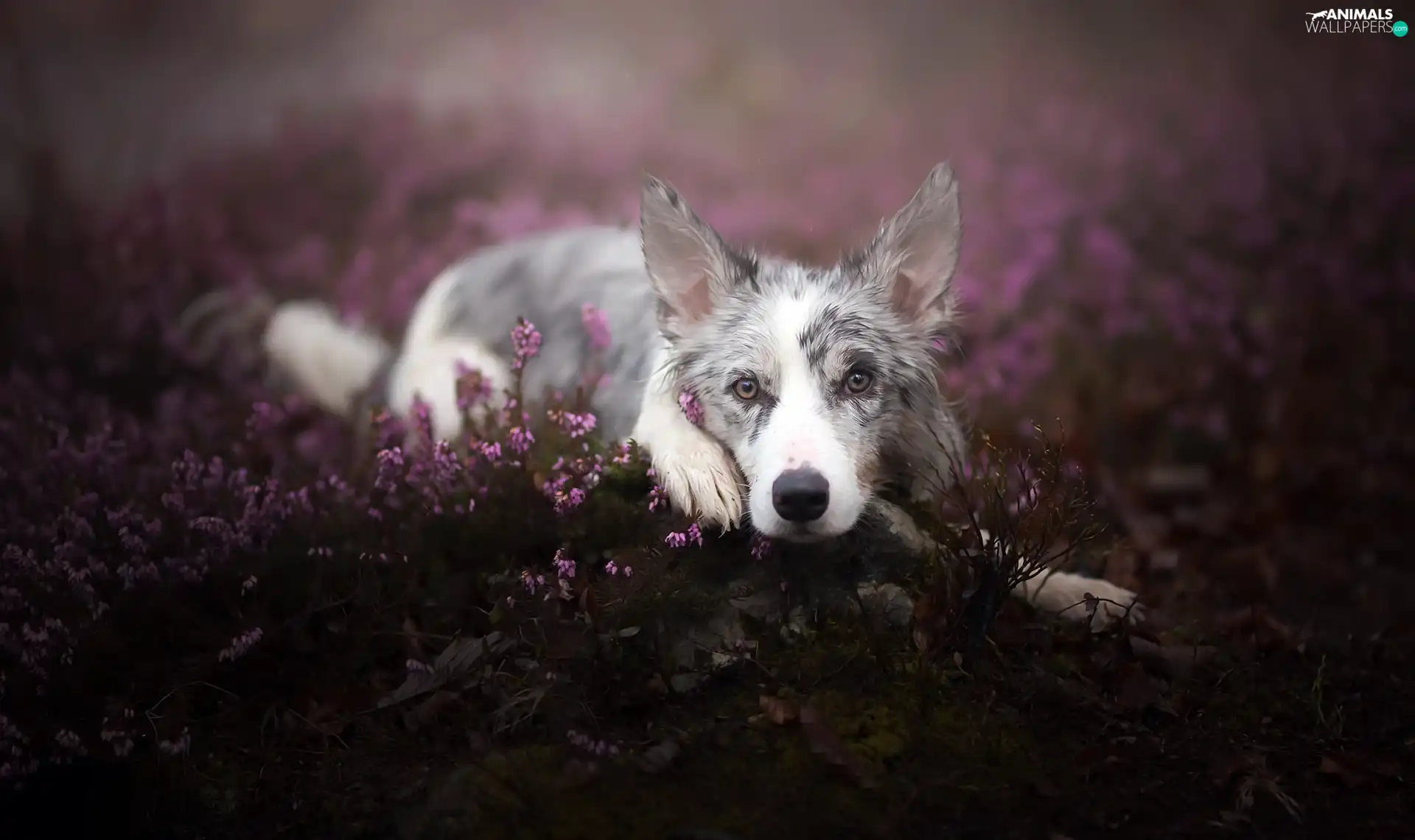 heather, lying, Border Collie