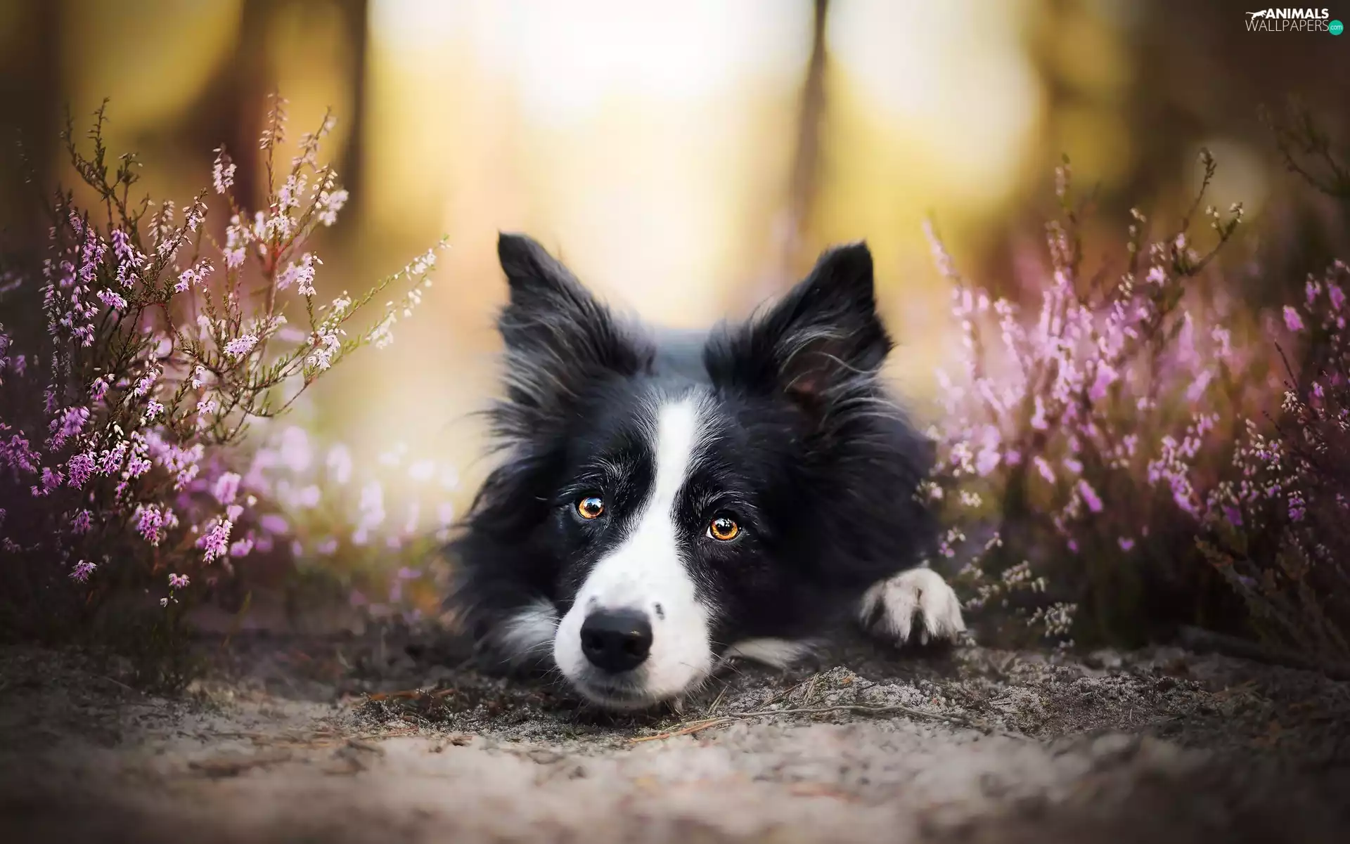 Border Collie, heathers