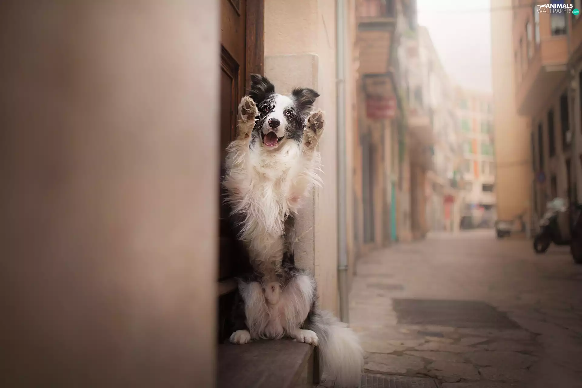 alley, apartment house, Border Collie, attitude, dog