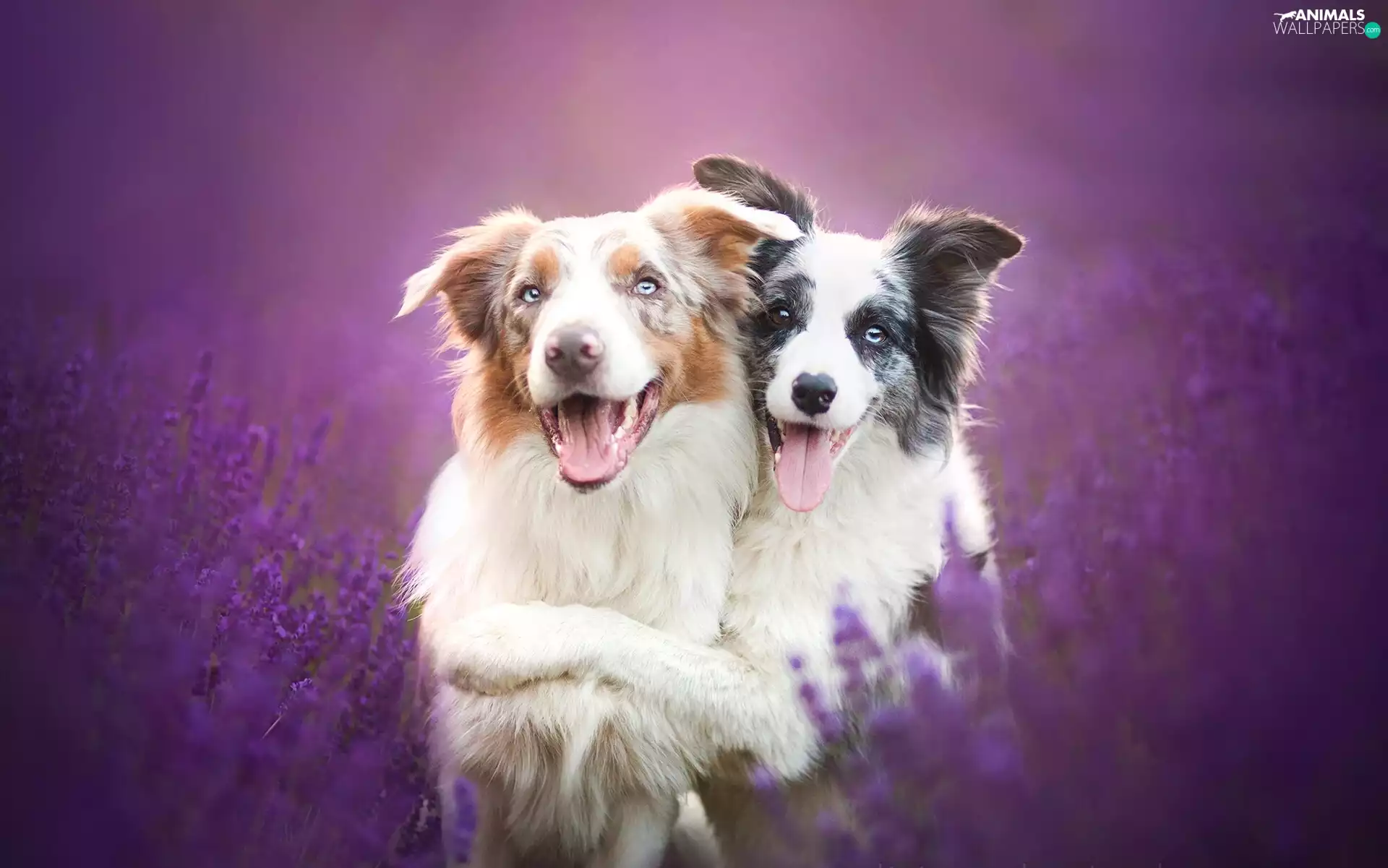 Border Collie, Lavenda