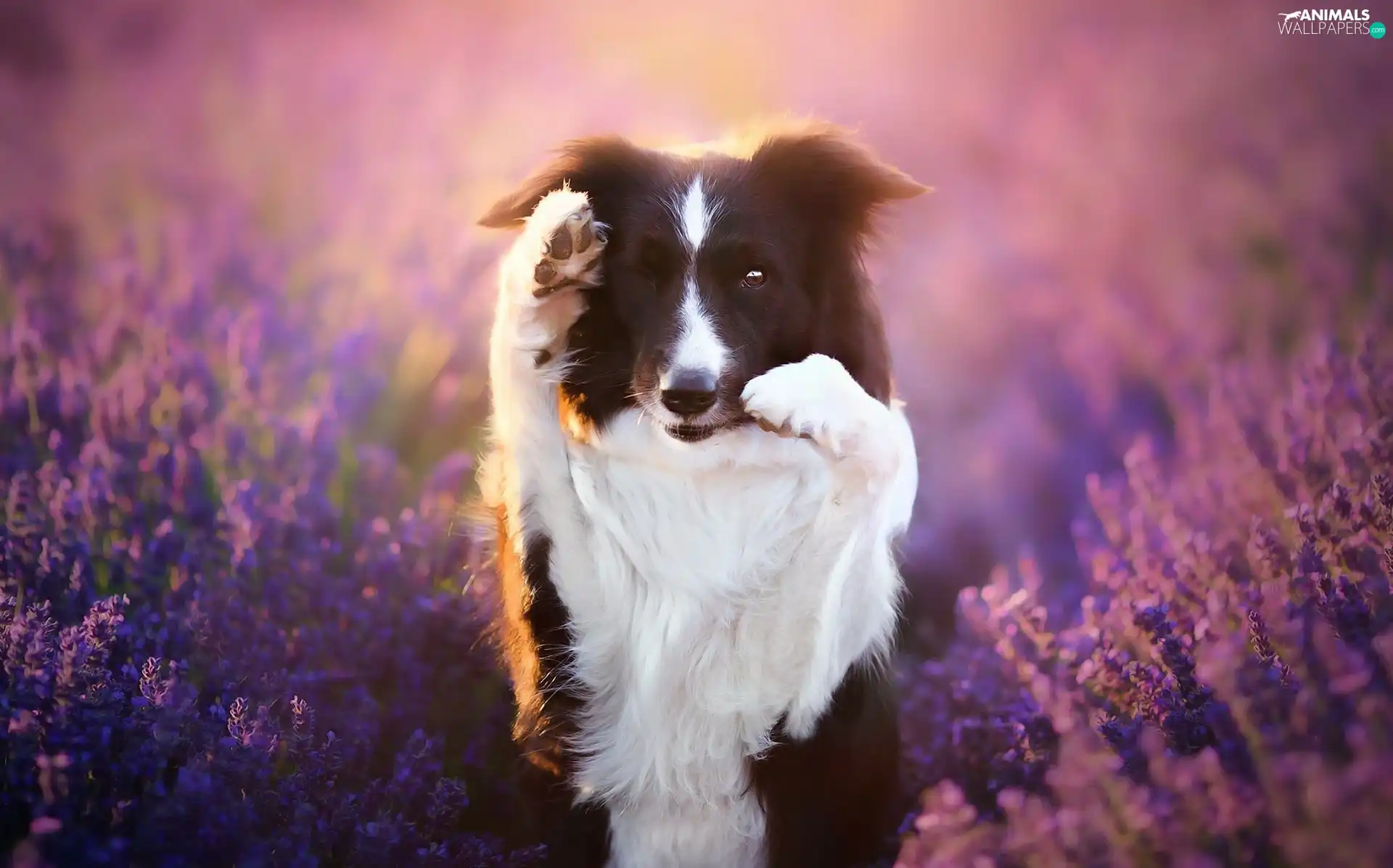 Border Collie, lavender