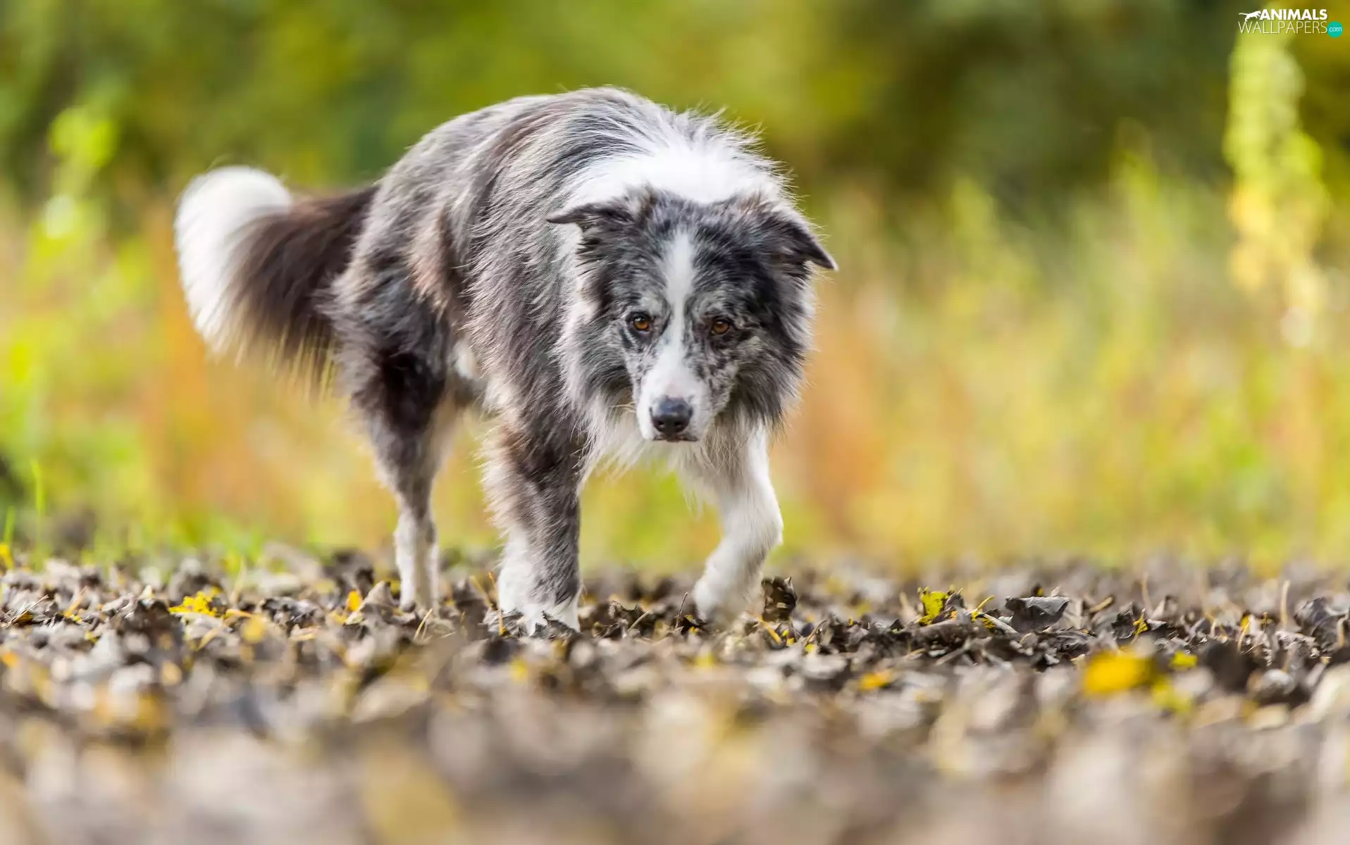 Border Collie, Leaf