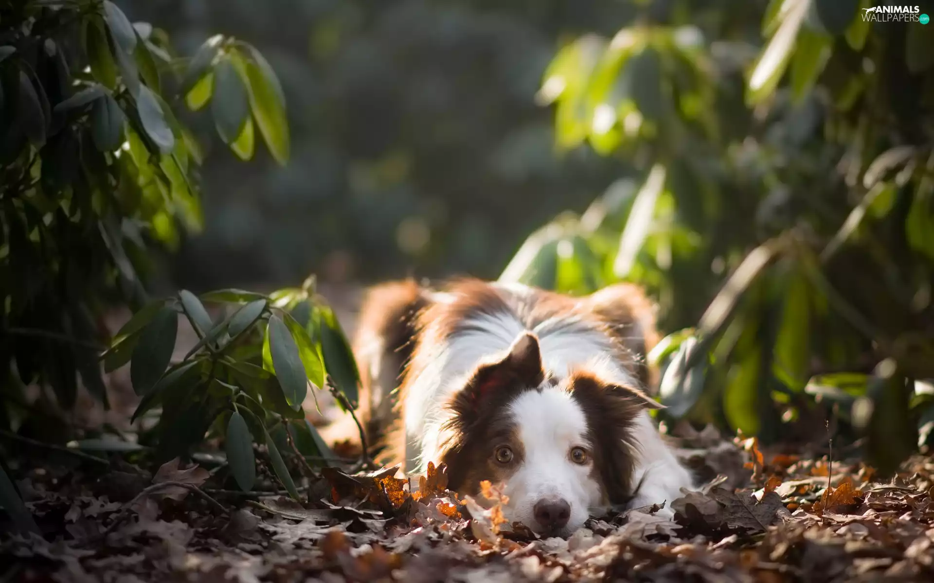 Plants, Leaf, dog, Border Collie, lying