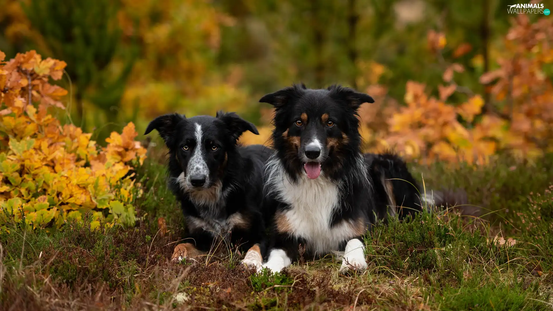 Two cars, Dogs, Border Collie, lying