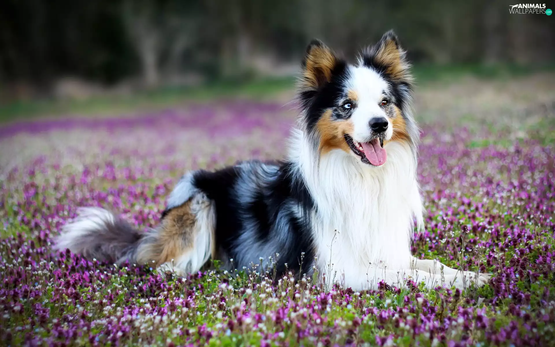 Border Collie, Meadow