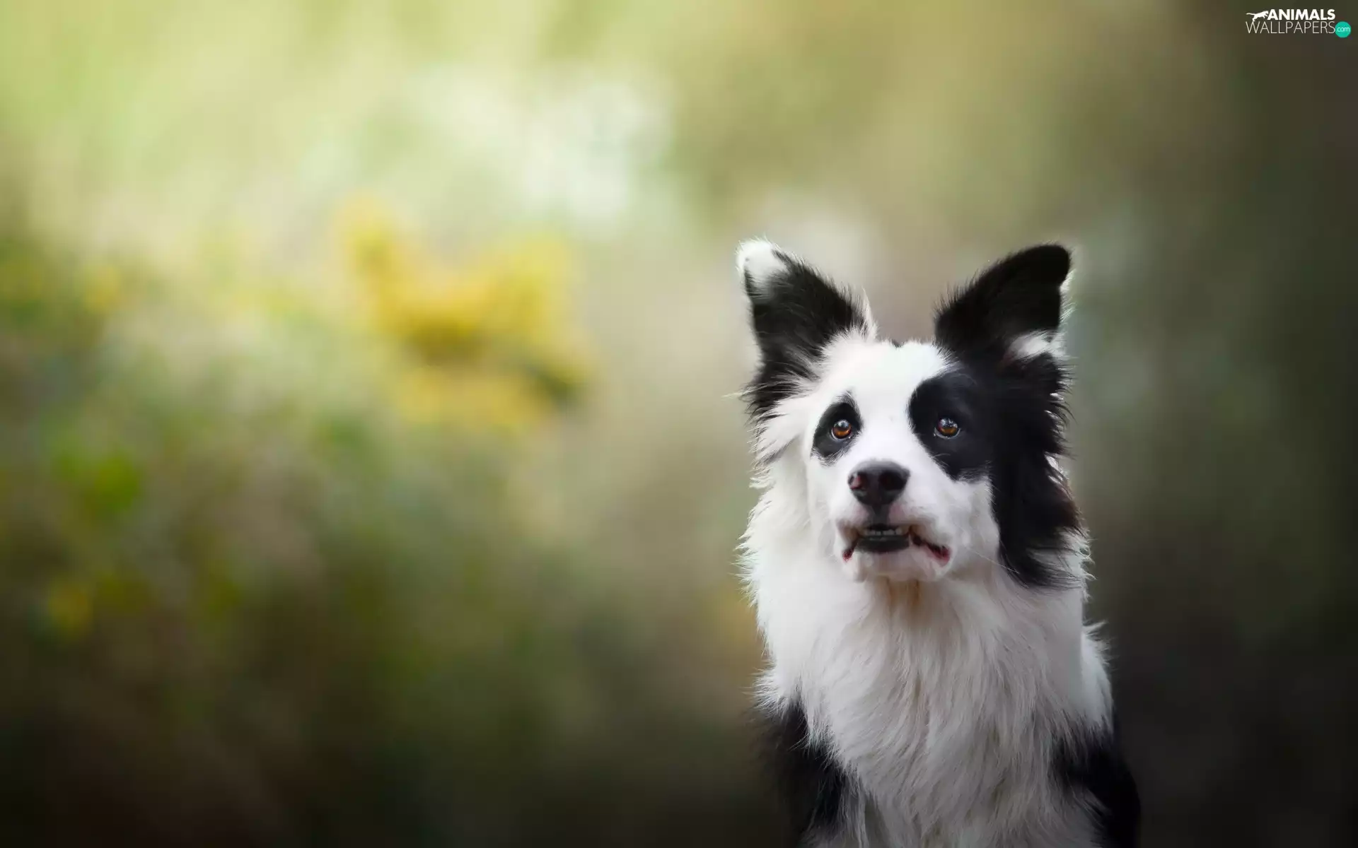 Border Collie, mouth