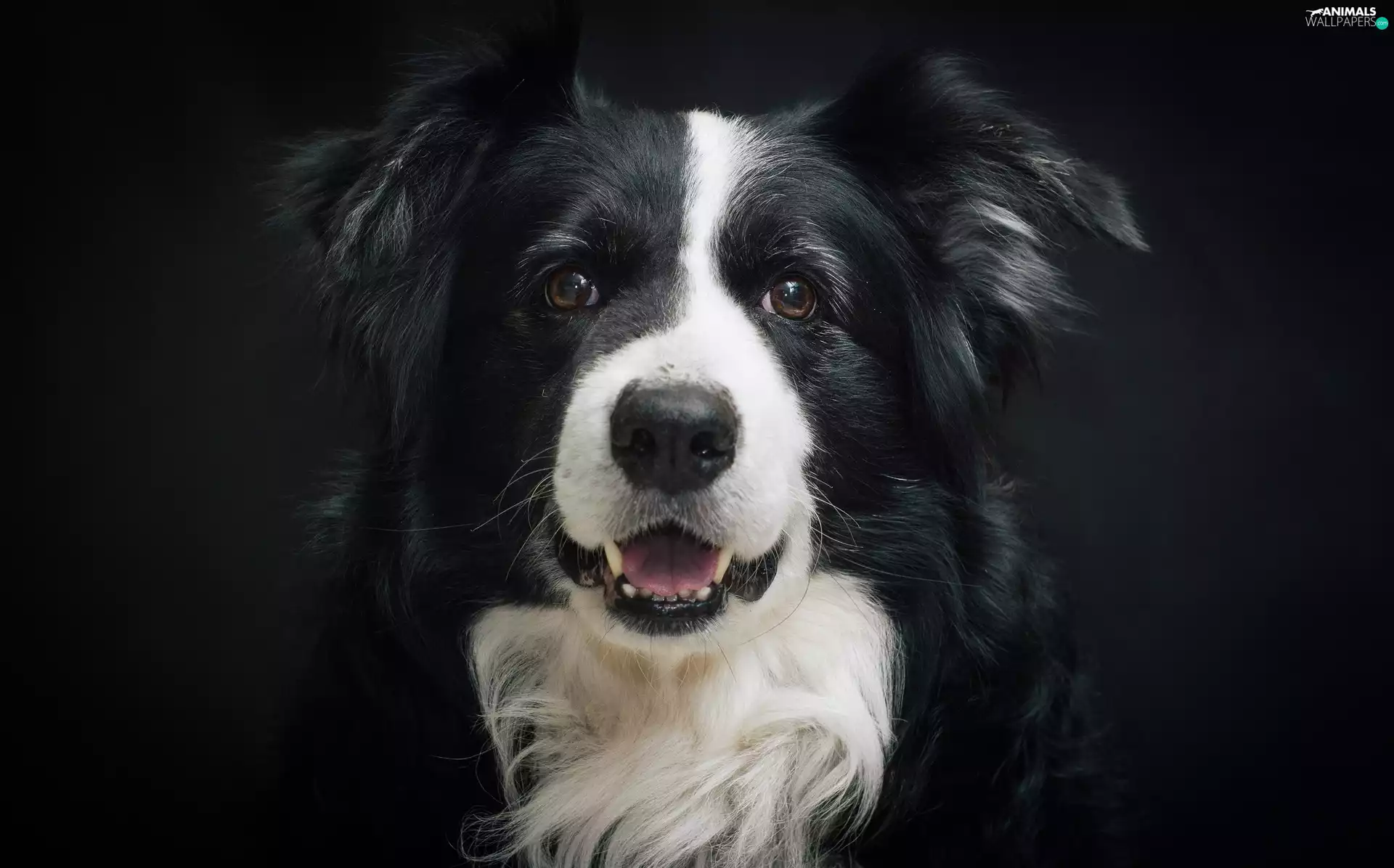 Border Collie, mouth