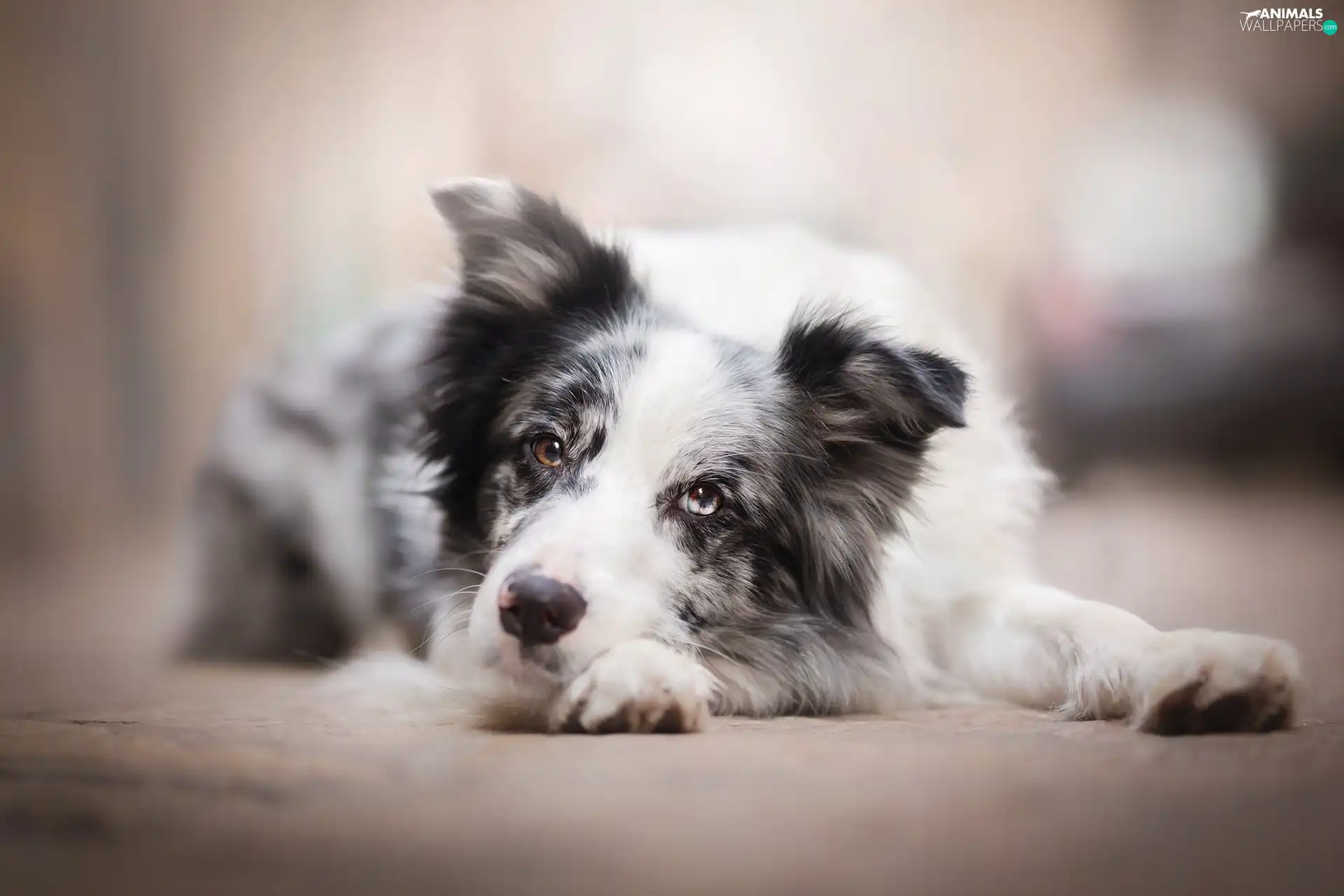 muzzle, dog, Border Collie