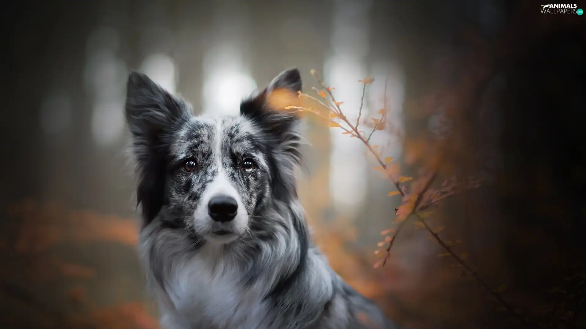 Plants, dog, Border Collie