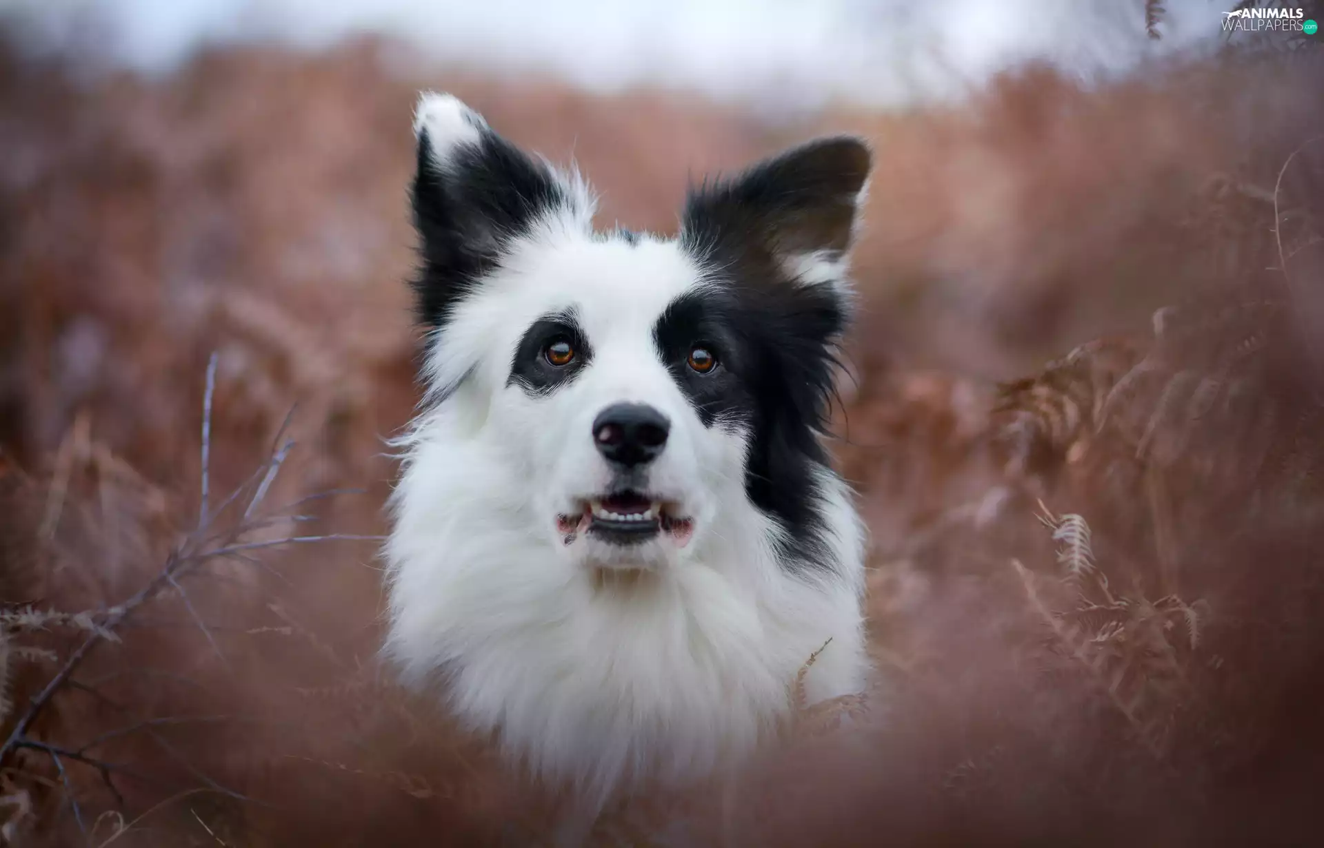 Border Collie, portrait