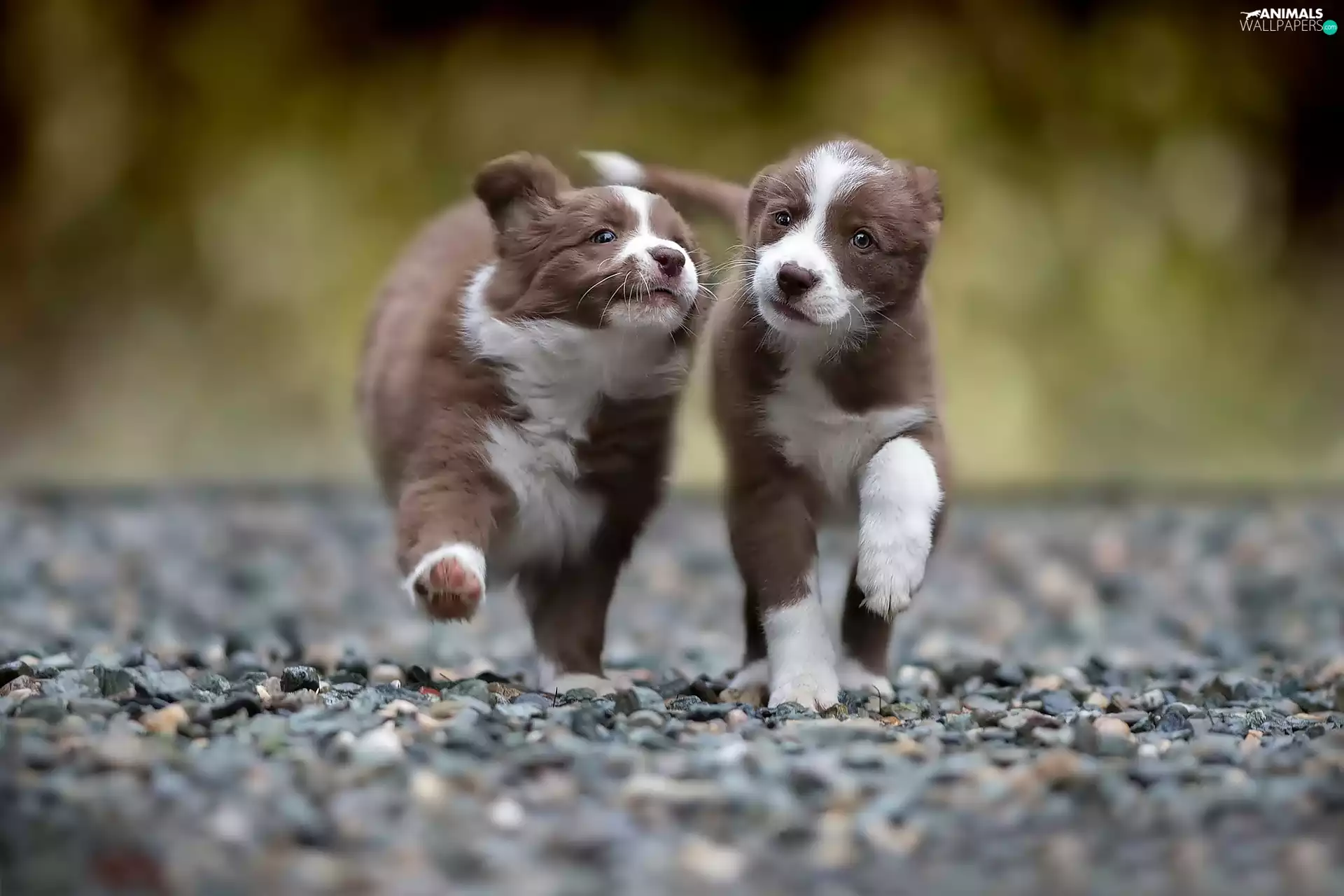 Two cars, sweet, Border Collie, puppies