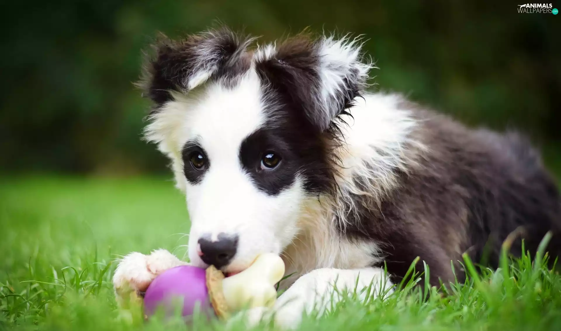 Puppy, Collie, toy, Border
