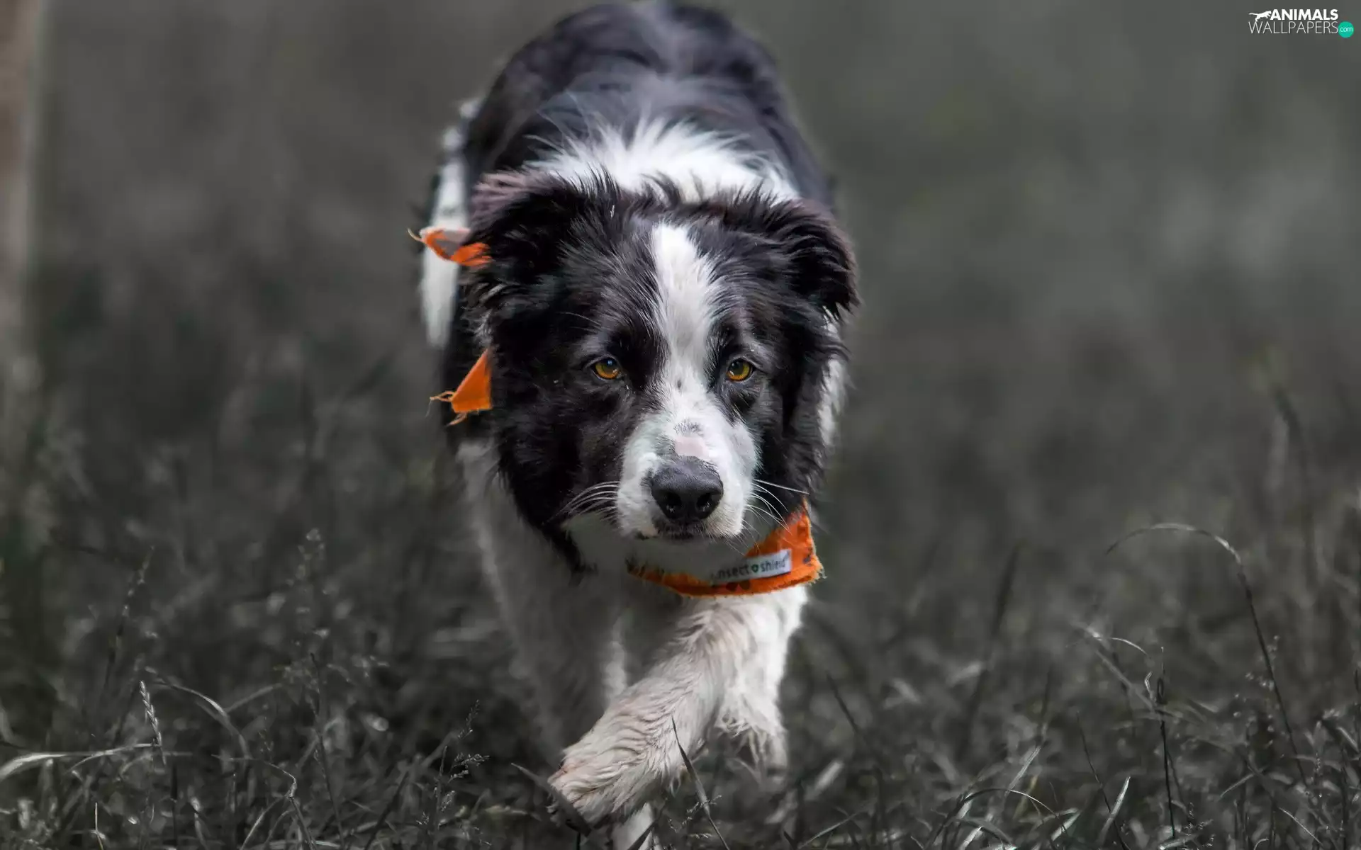 Border Collie, scarf