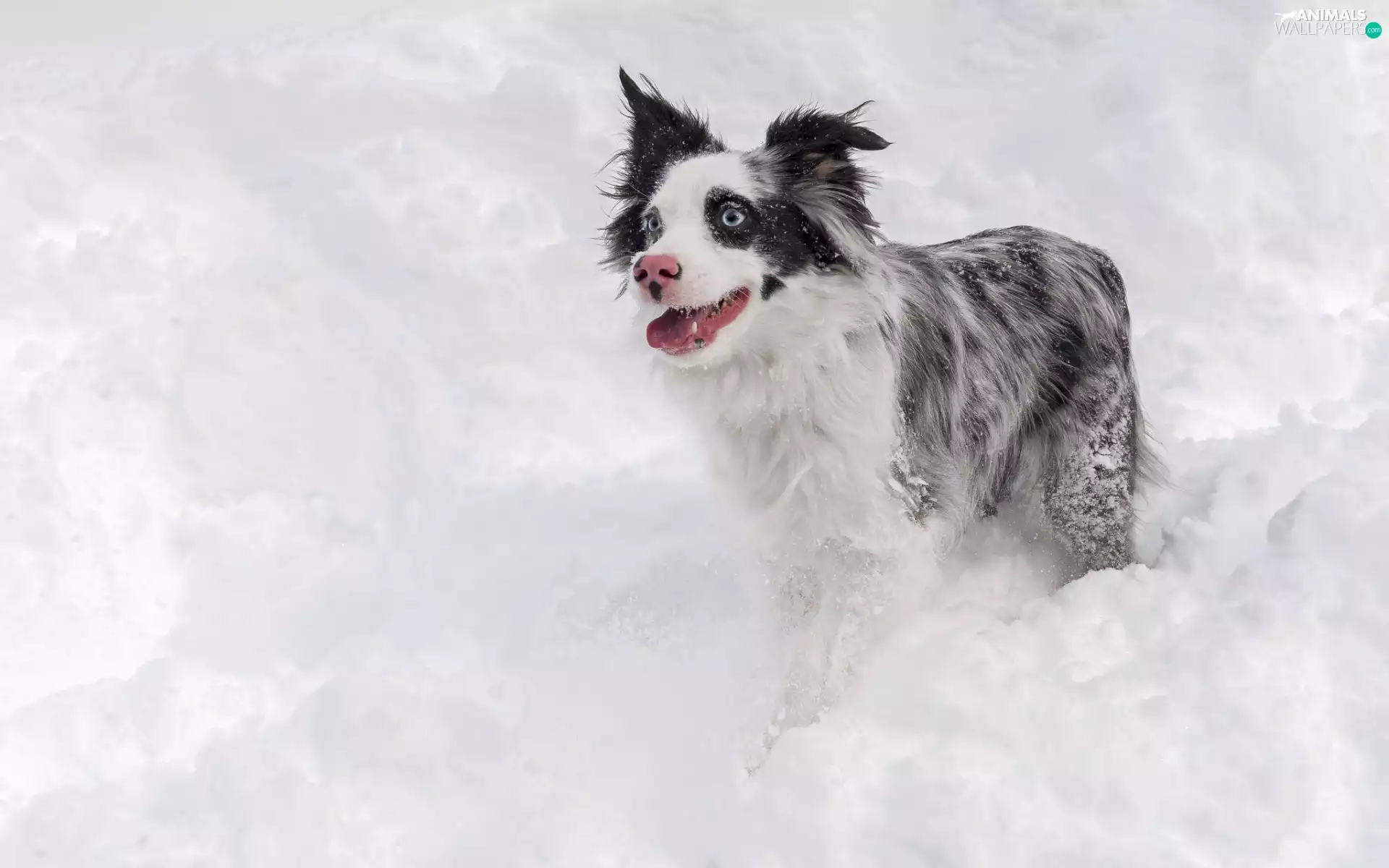 Border Collie, snow